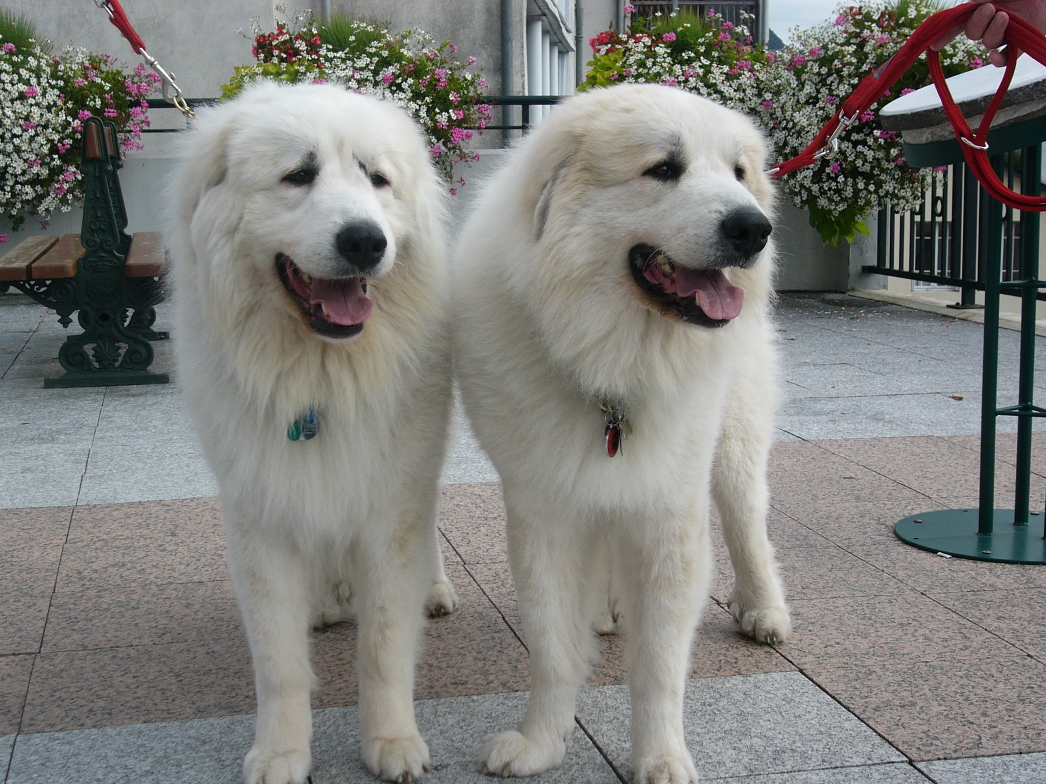 Two Great Pyrenees dogs wallpapers and images 