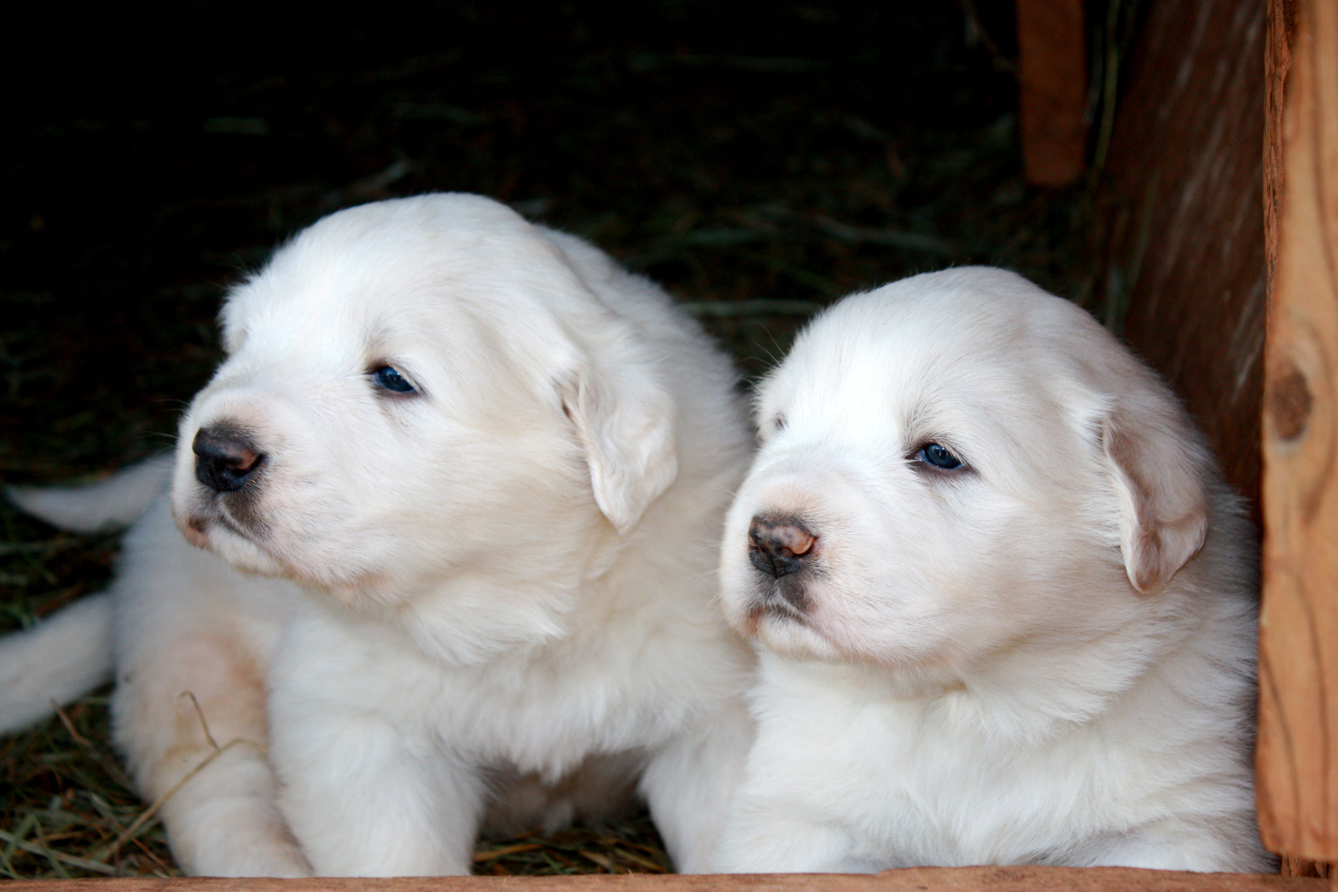 Two Great Pyrenees puppies wallpapers and images 