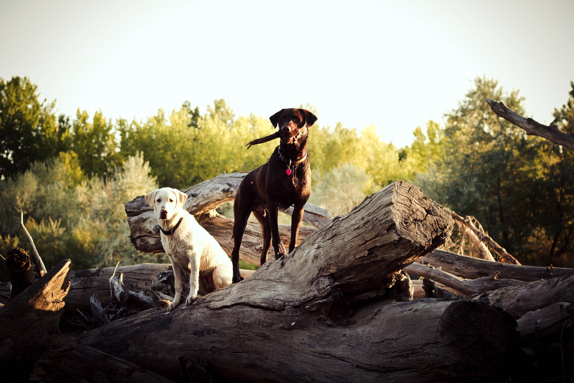 We two dogs. Собака на природе. Собака охотничья. Красивые пейзажи с собаками. Охотник с собакой.