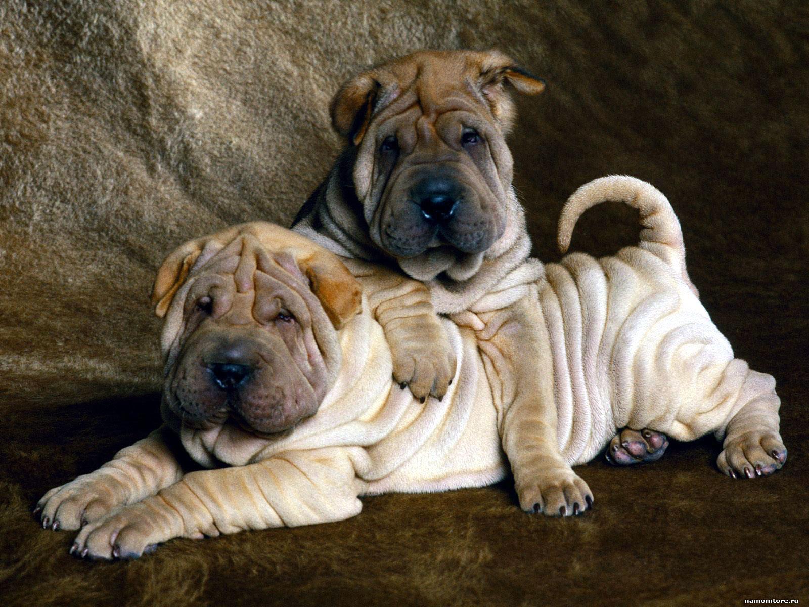 Two little shar pei puppies wallpapers and images 