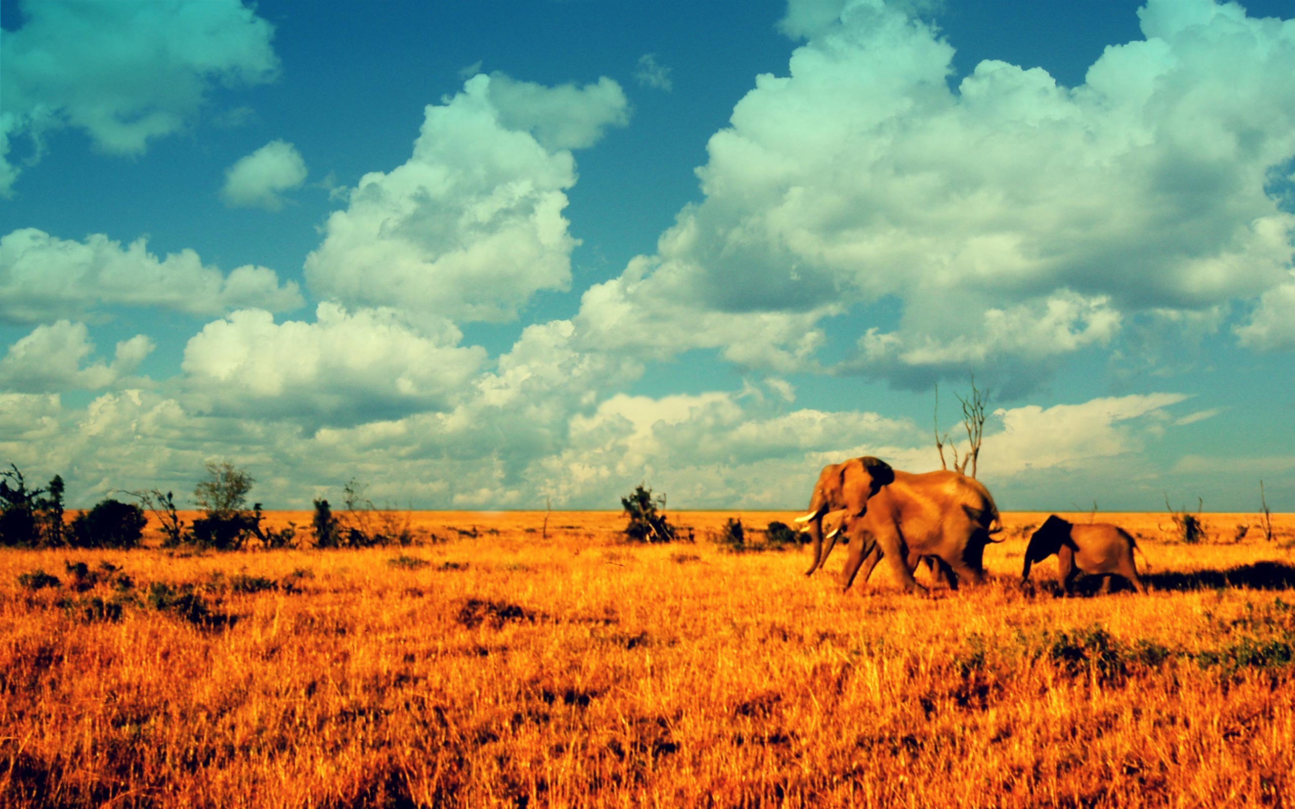 Elephants in the savanna wallpapers and images 