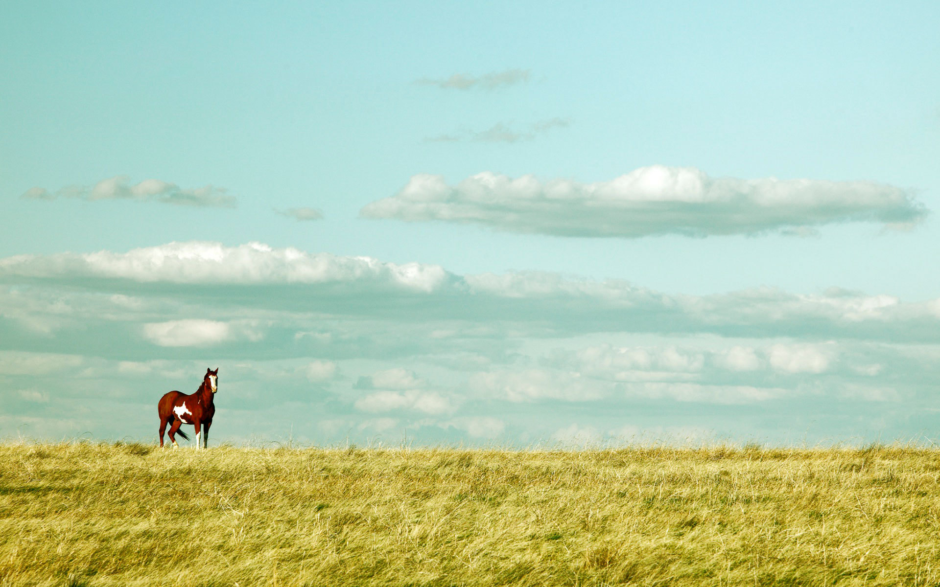 Красивая лошадь в поле - обои для рабочего стола, картинки, фото