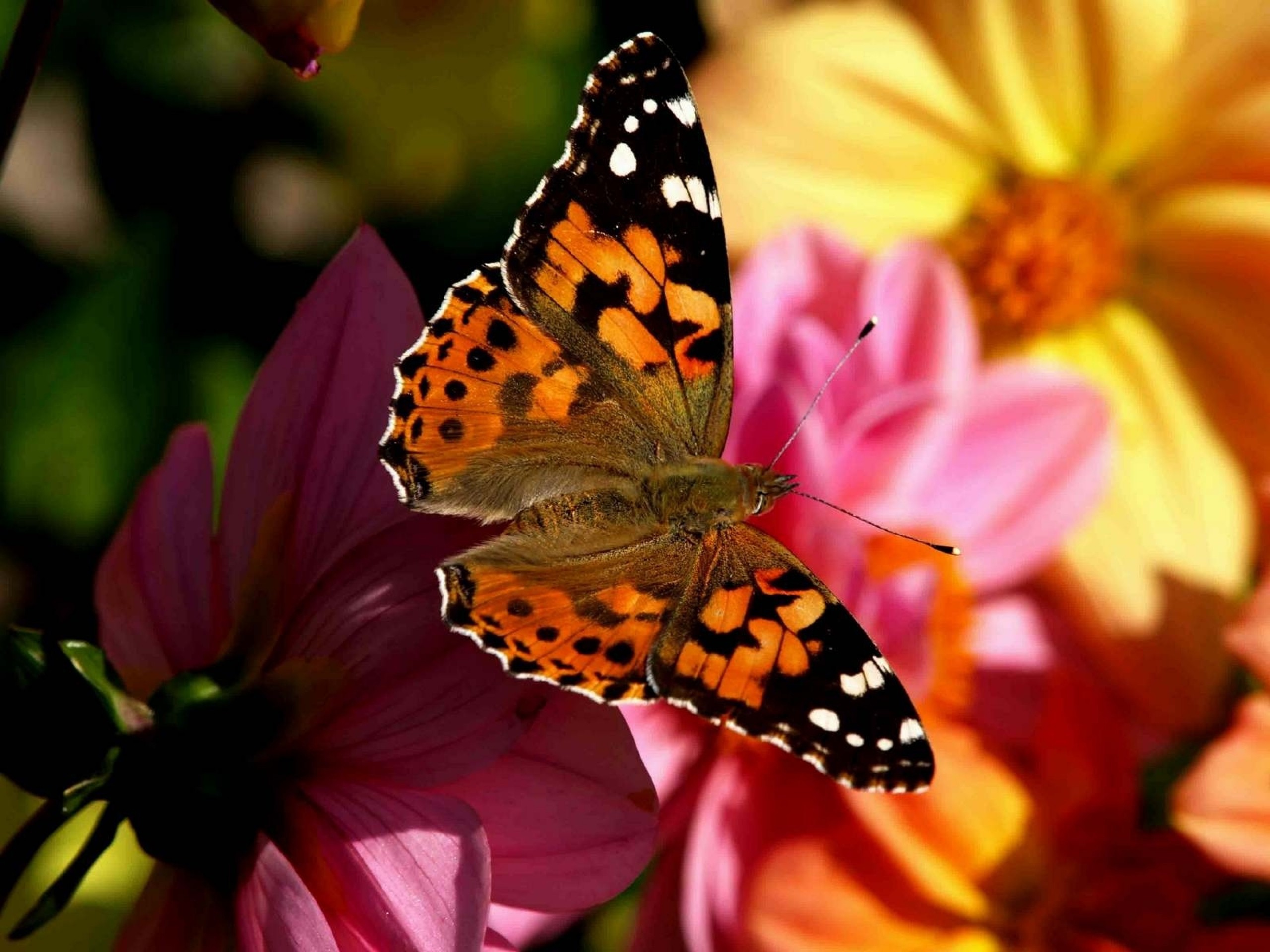 Видео бабочки и цветы