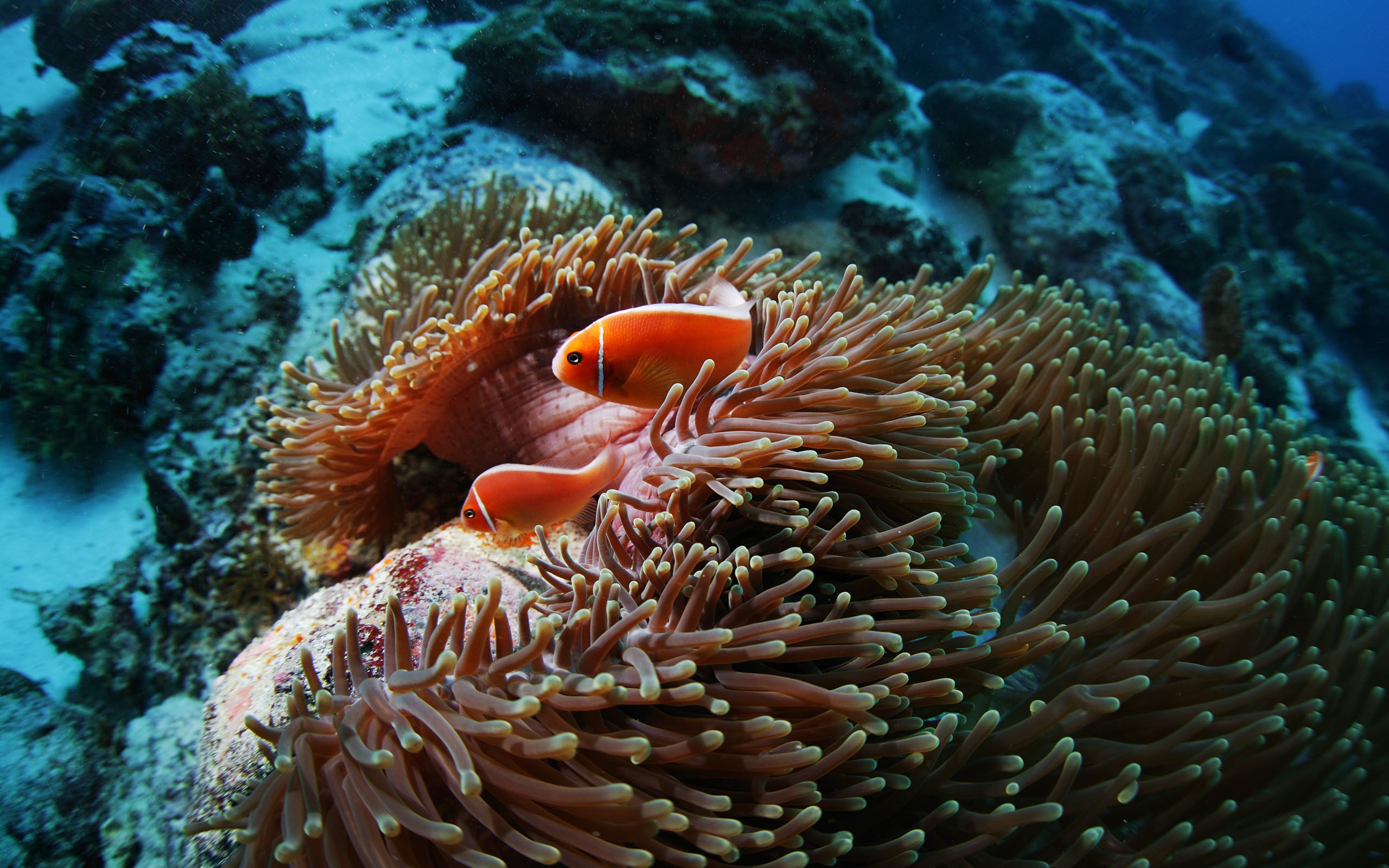 Живые обитатели океана. Актинии Барьерный риф. Коралл актиния. Актиния моллюск. Коралловый риф рыба клоун.