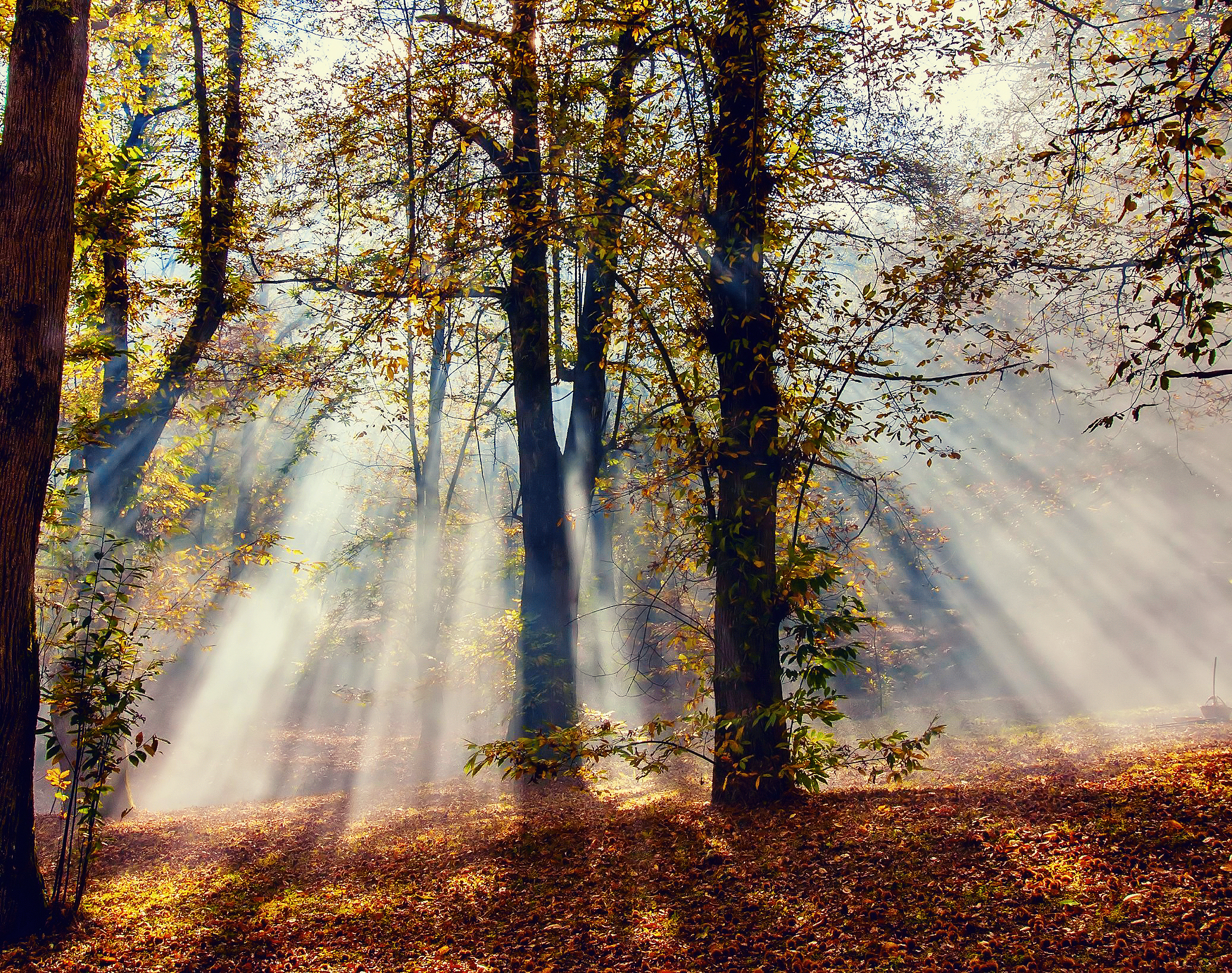 Лучик солнца блеснул из за леса. Осеннее солнце. Лучи солнца. Лучи солнца сквозь листву. Осенний Луч солнца.