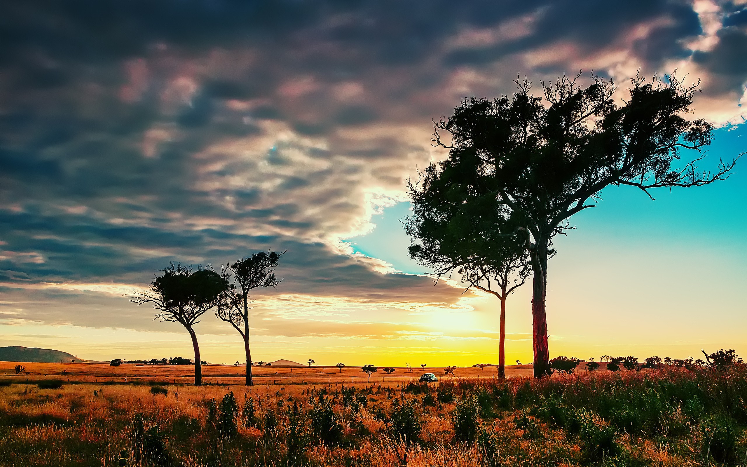 Trees in the African savanna wallpapers and images 