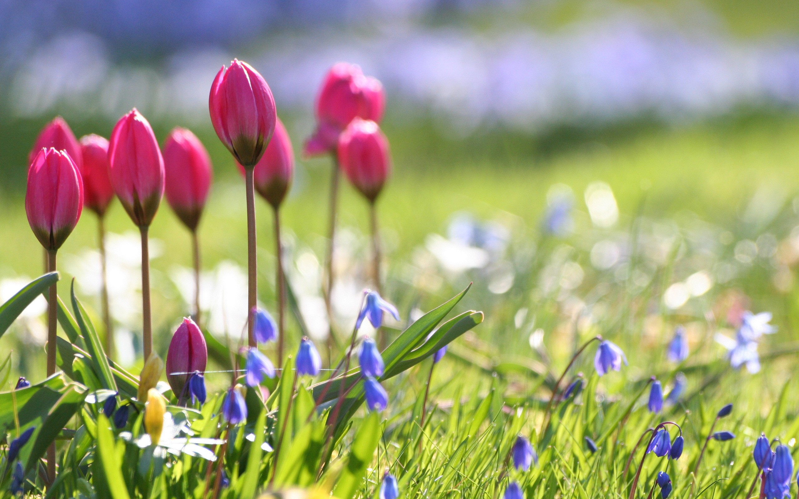 Nature___Flowers_The_buds_of_tulips_042892_.jpg