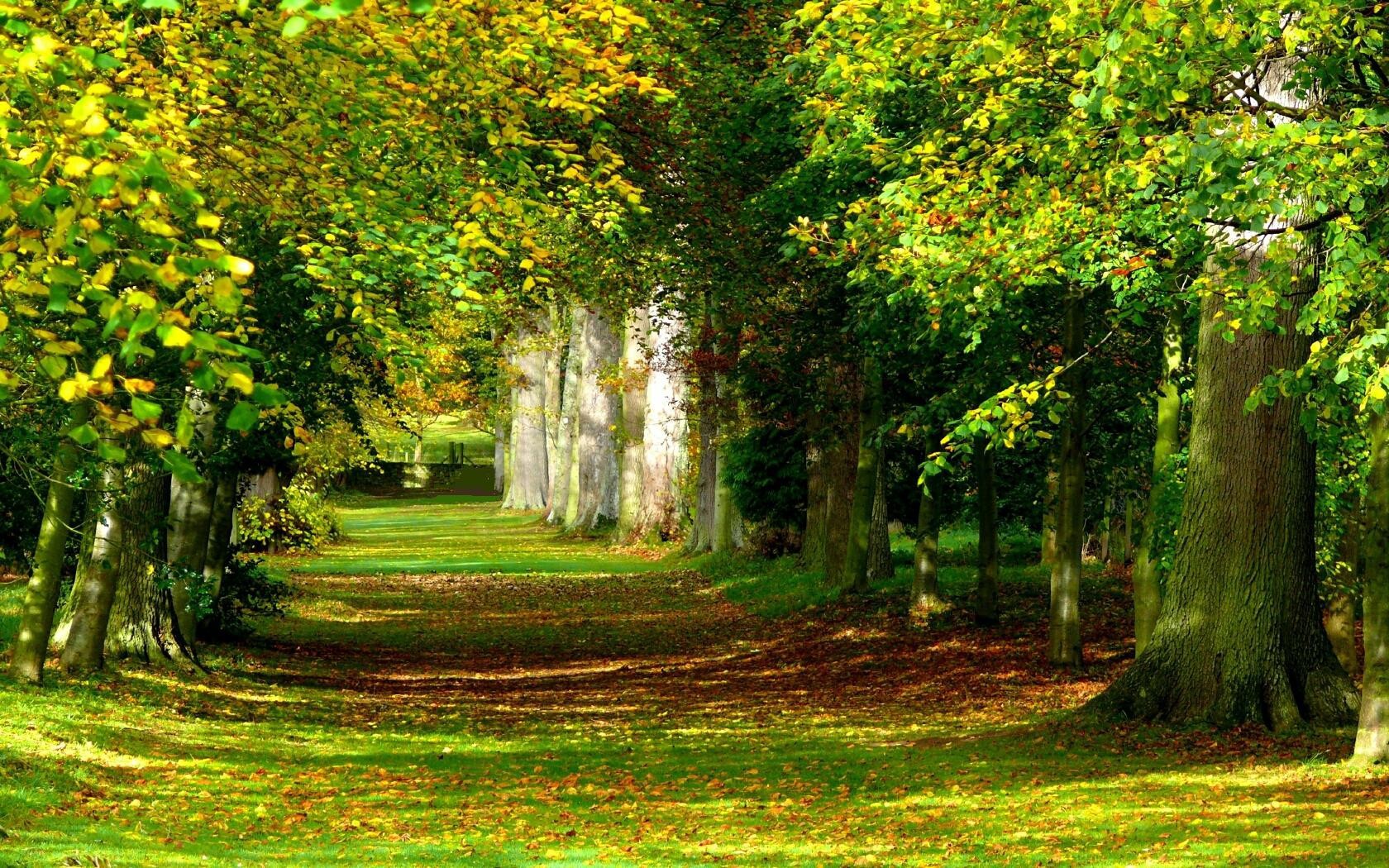 Verde PNG, Tree Imágenes Vectoriales, Archivos PSD - Pngtree Tree photoshop, Bac