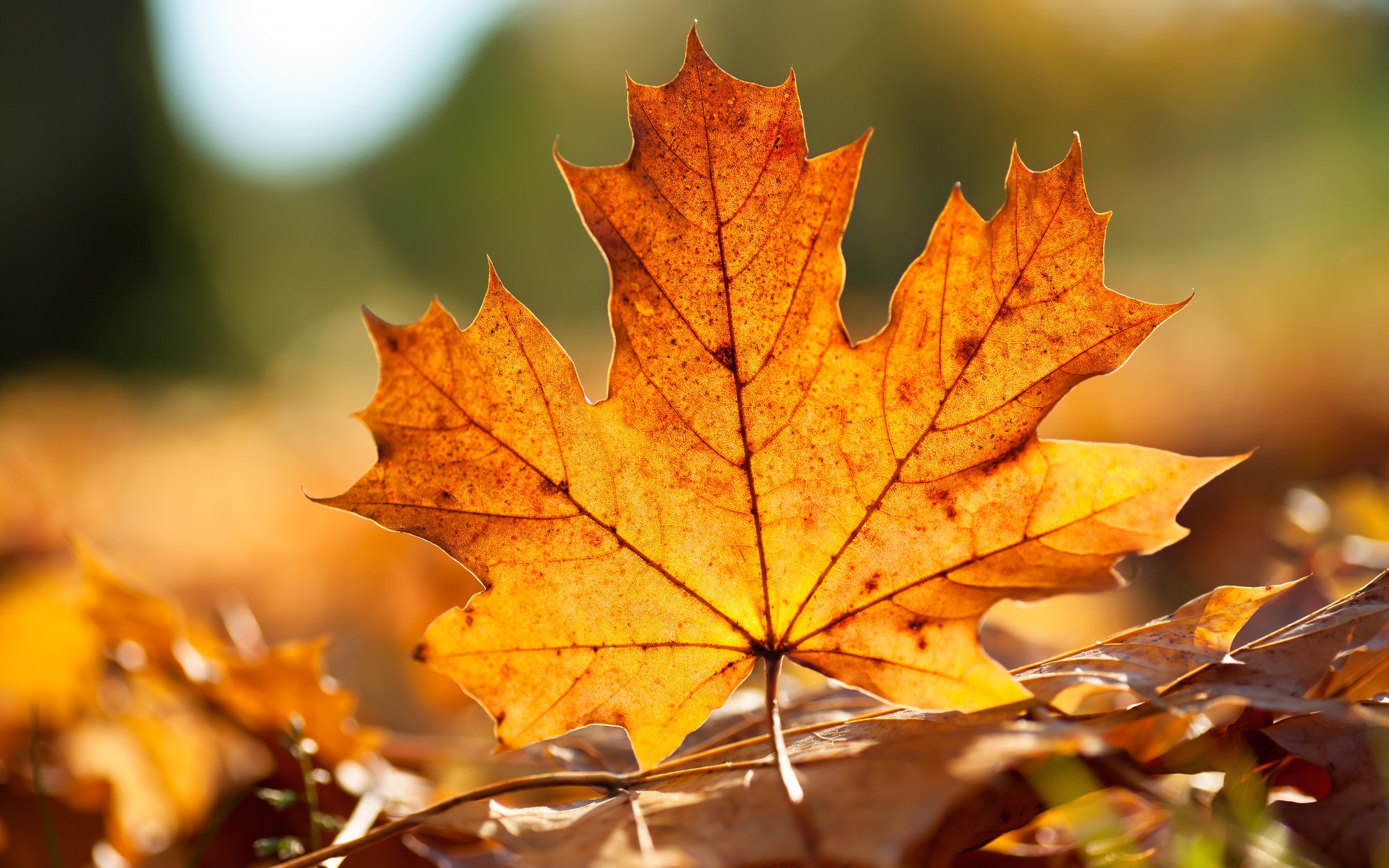 Осенний сентябрь песня. Осенние листья клена. Осенний кленовый лист. Лис осень. Листья клена осенью.