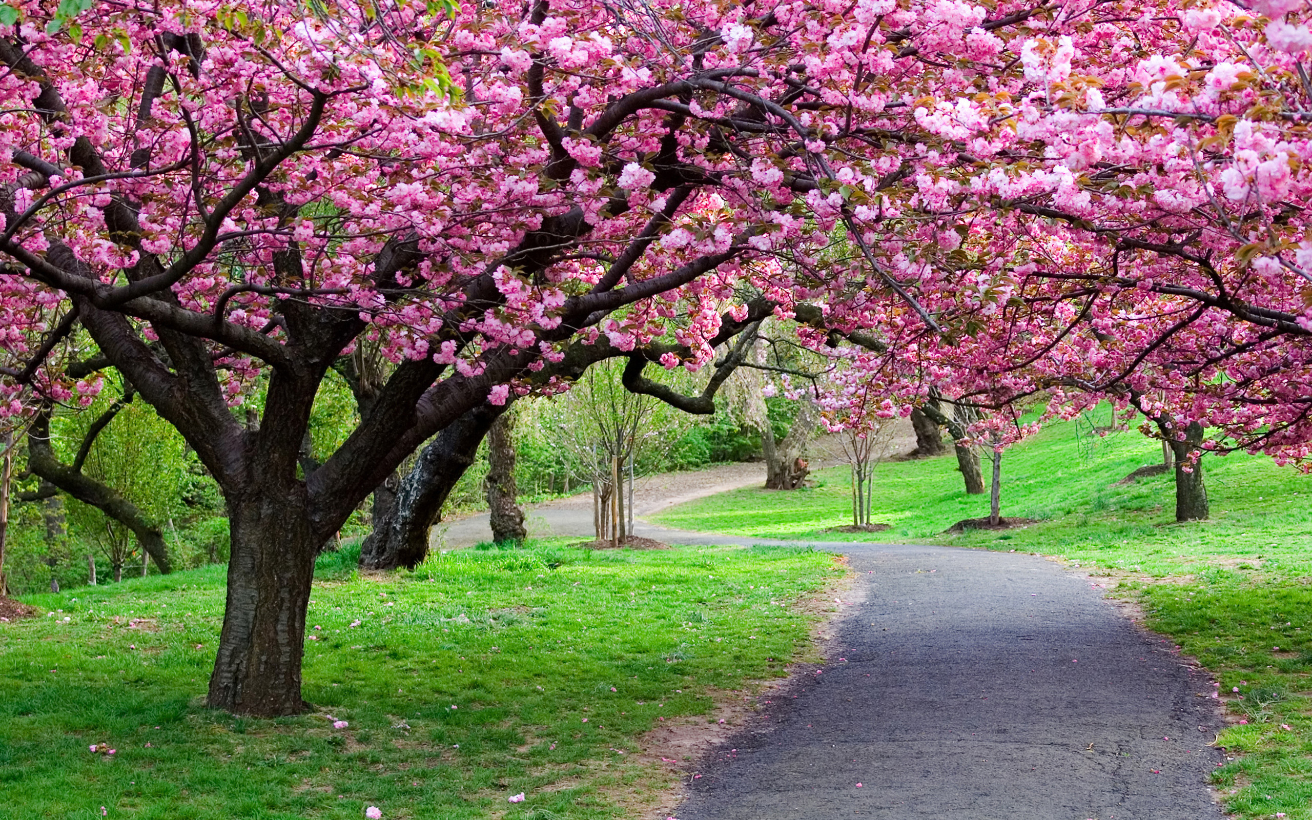 Nature___Seasons___Spring__038259_.jpg