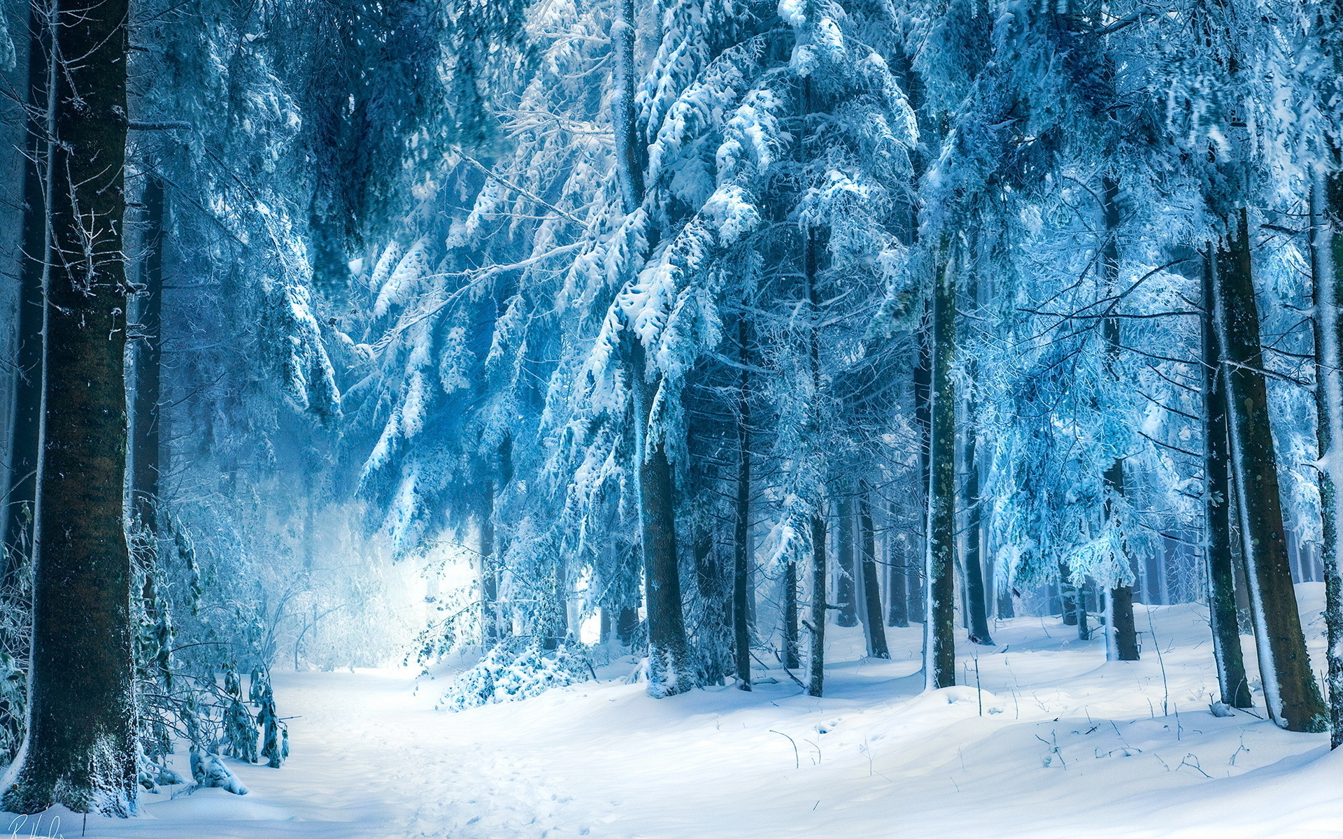 Winter forest. Зимний лес. Сказочный зимний лес. Зимой в лесу. Снежный лес.