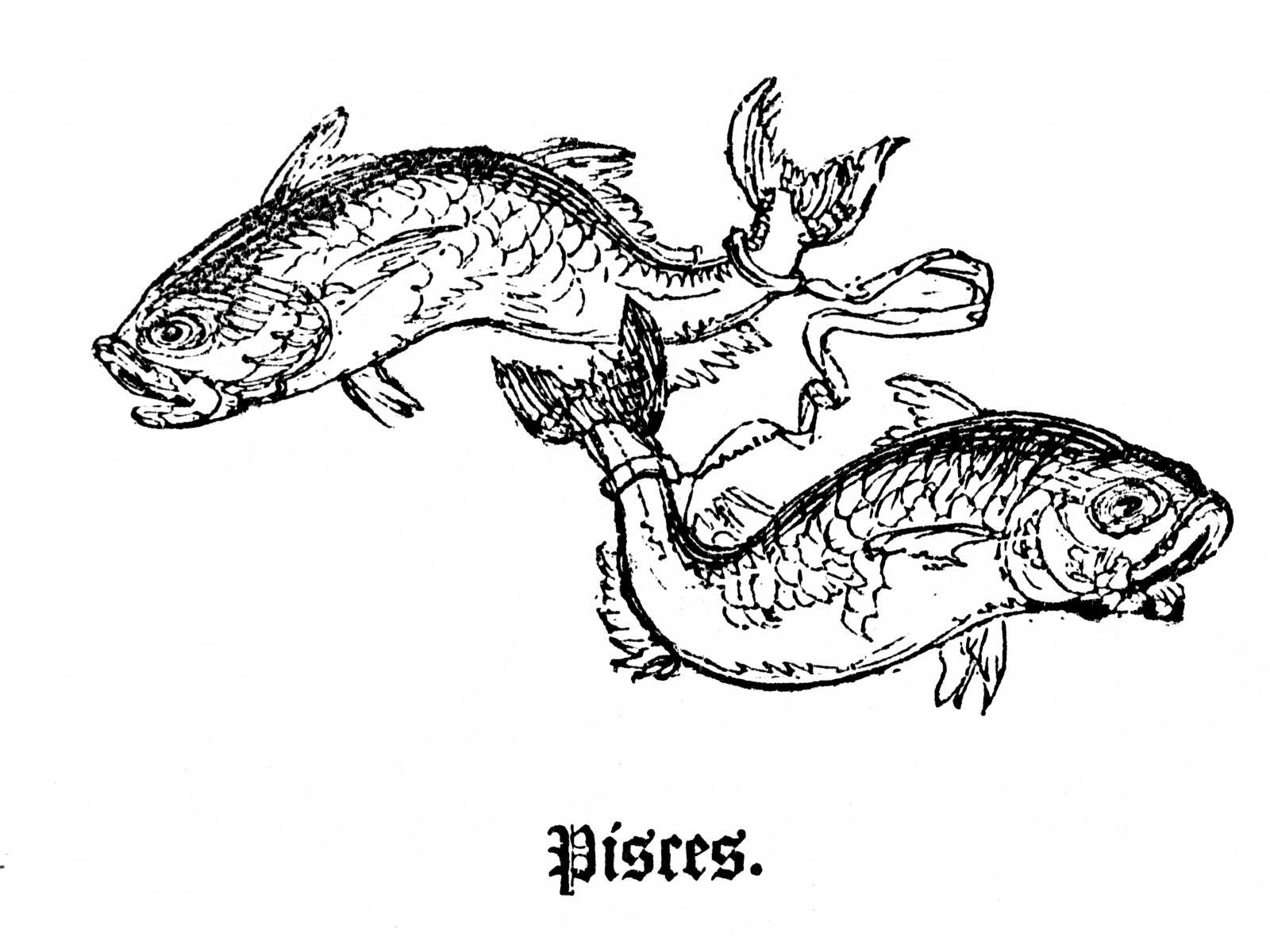 19 февраля рыбы или водолей. Знак рыбы. Рыбы Зодиак символ. Знак зодиака рыбы рисунок. Рыбы знак зодиака схематично.