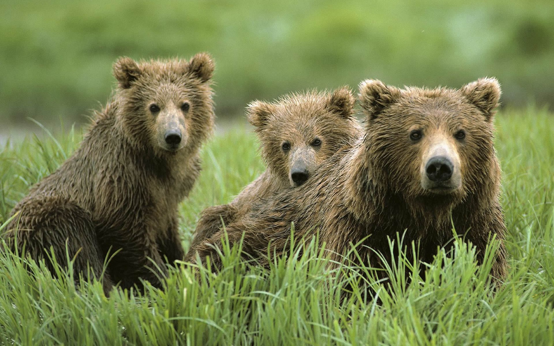 Фотографии 3 медведей. Медведь Гризли. Бурый медведь. Медведь обои. Бурый медведь с медвежатами.