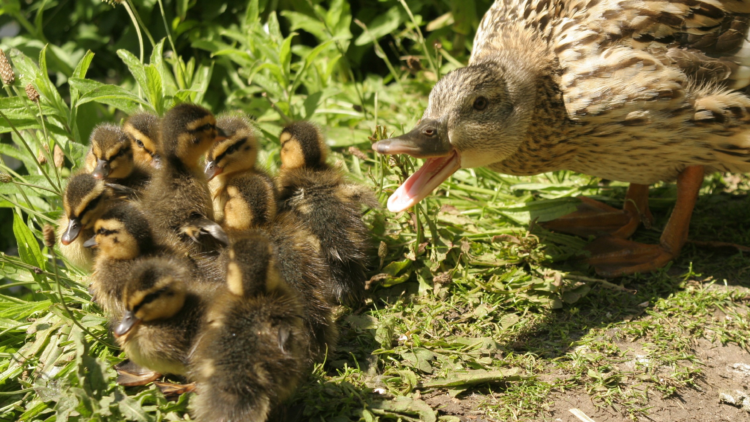 Duck with ducklings Desktop wallpapers 1440x900 Duck with ducklings Desktop wallpapers 1440x900