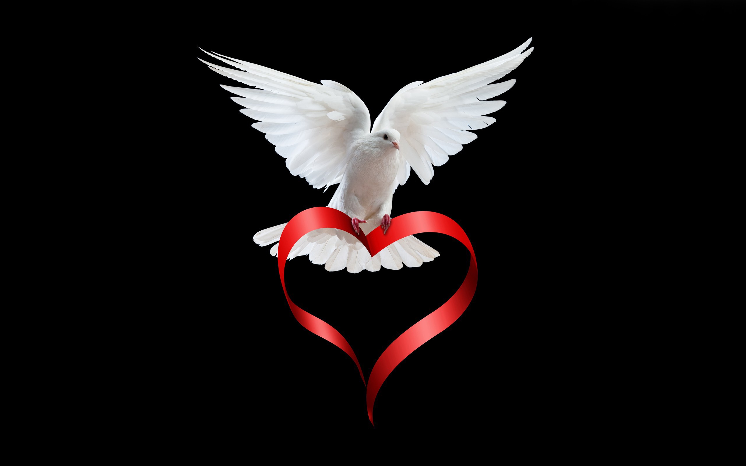Zastaki.com - Белый голубь с сердечком