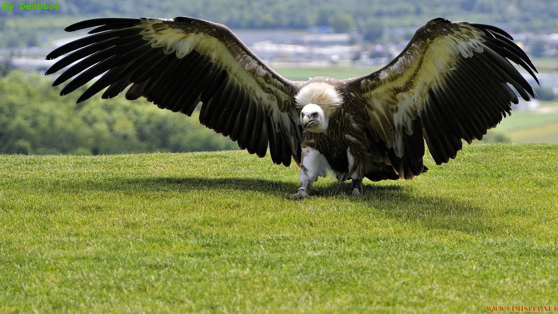 Eagle Wingspan Chart