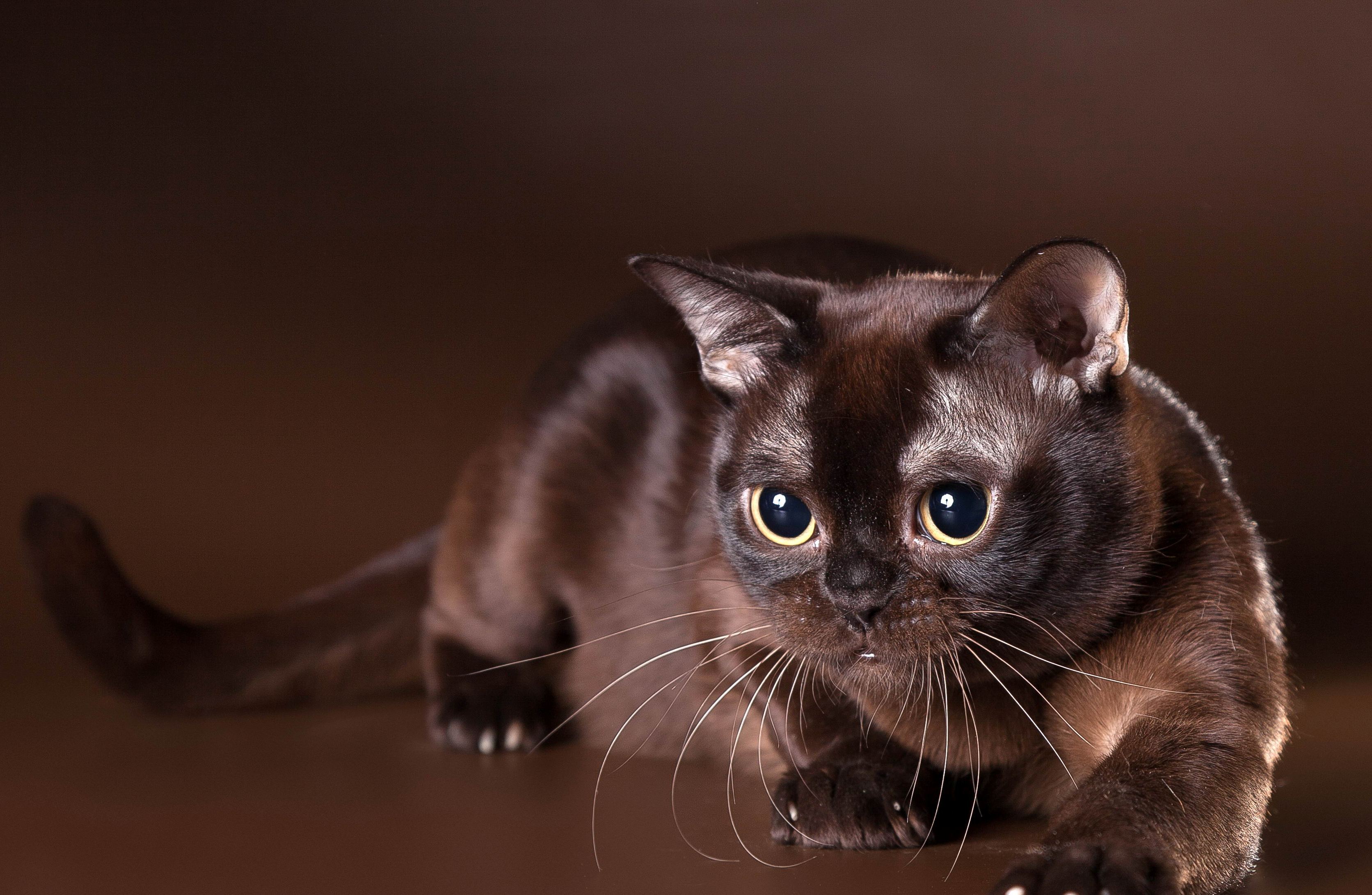 Шоколадная окраска кошек. Порода кошек Бурма. Европейская Бурма. Американская Бурма кошка. Бурманская кошка черная.