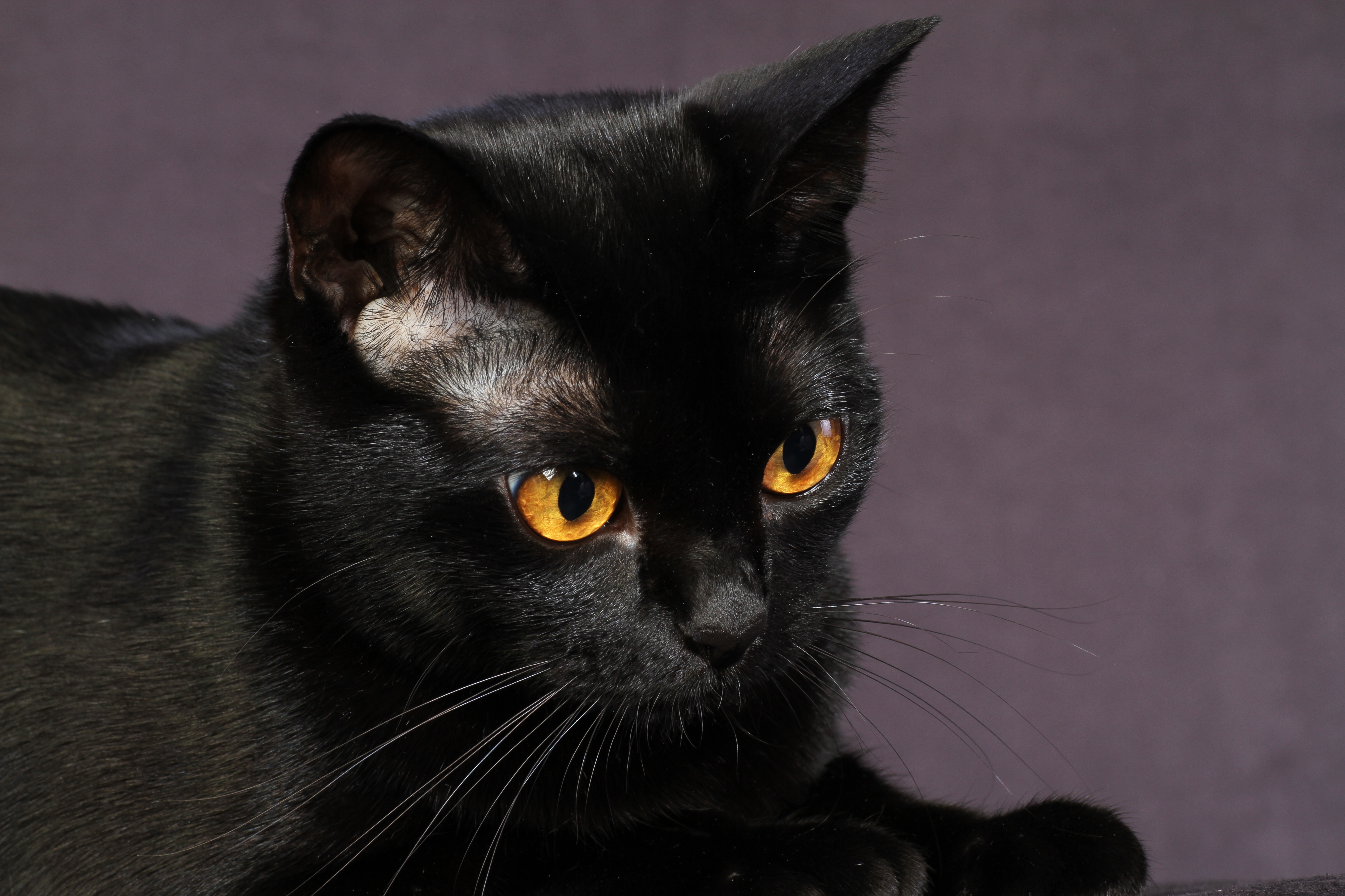 Порода черной кошки с желтыми глазами. Бомбейская кошка. Чёрная кошка порода Бомбейская. Порода кошек Бомбейская кошка. Бомбейская короткошерстная кошка.