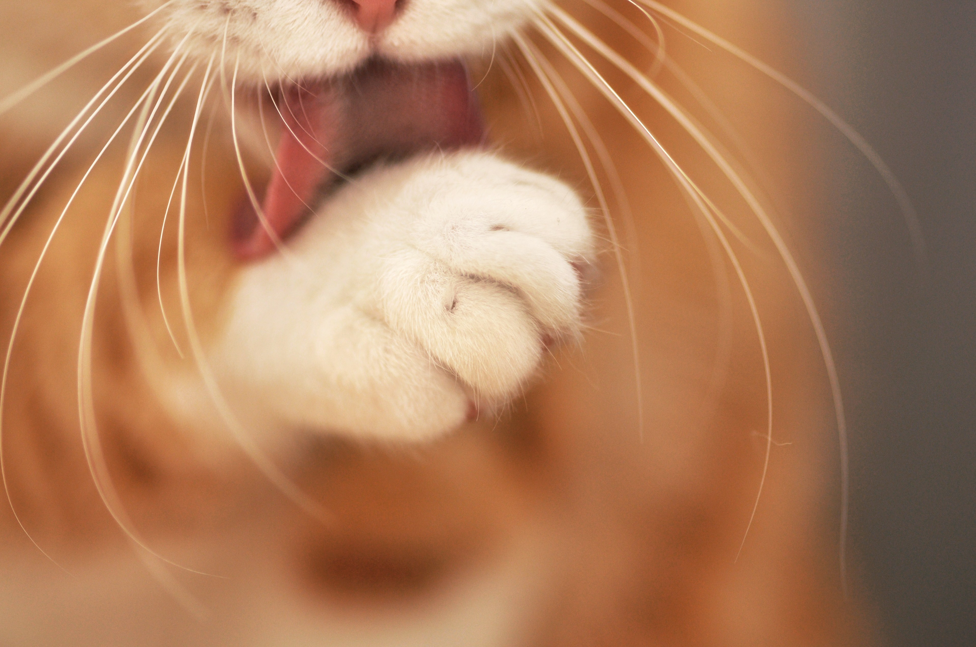 Кошка умывала нос. Усы кота. Довольная кошка. Красивые кошачьи усы. Котики на рабочий стол.