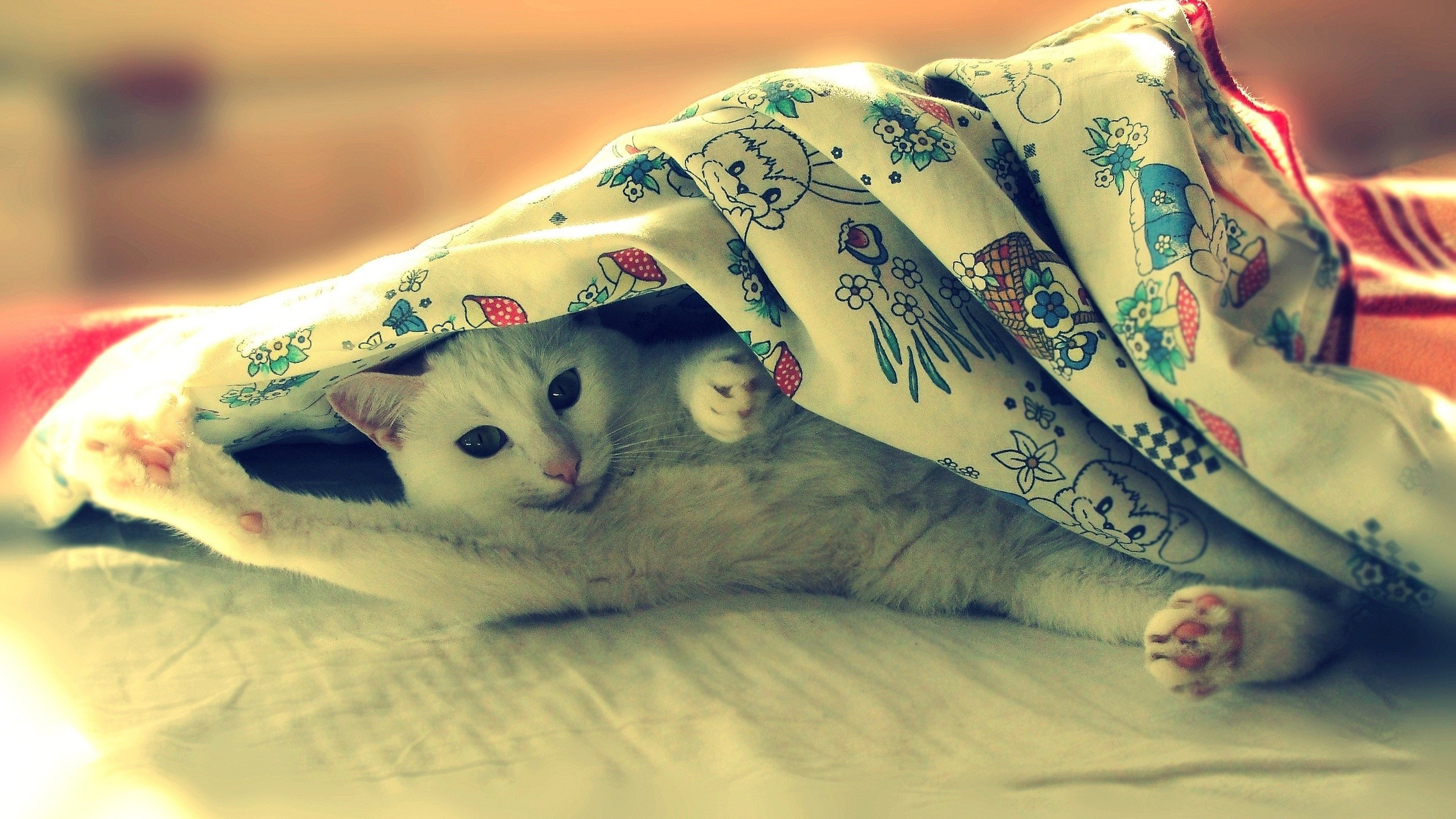 http://www.zastavki.com/pictures/originals/2014/Animals___Cats_Cat_under_a_blanket_071592_.jpg
