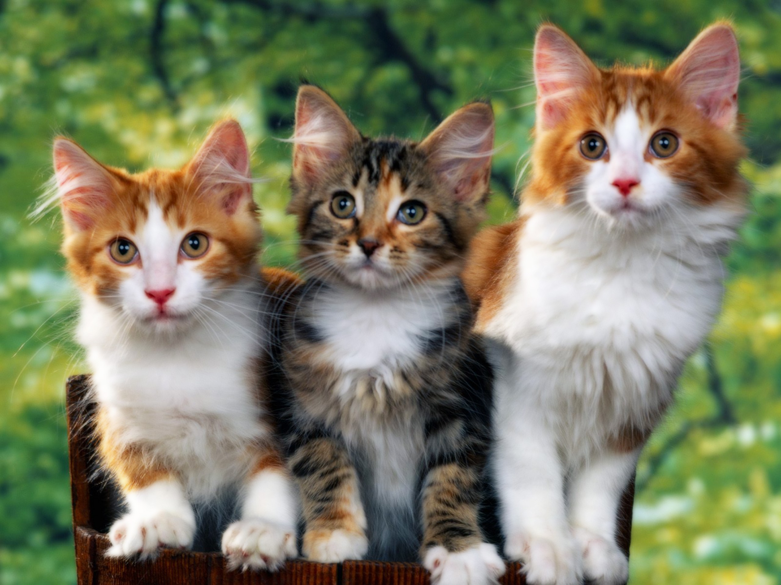 Три киса. Кашк. Красивые кошки. Разноцветные котята. Три кошки.