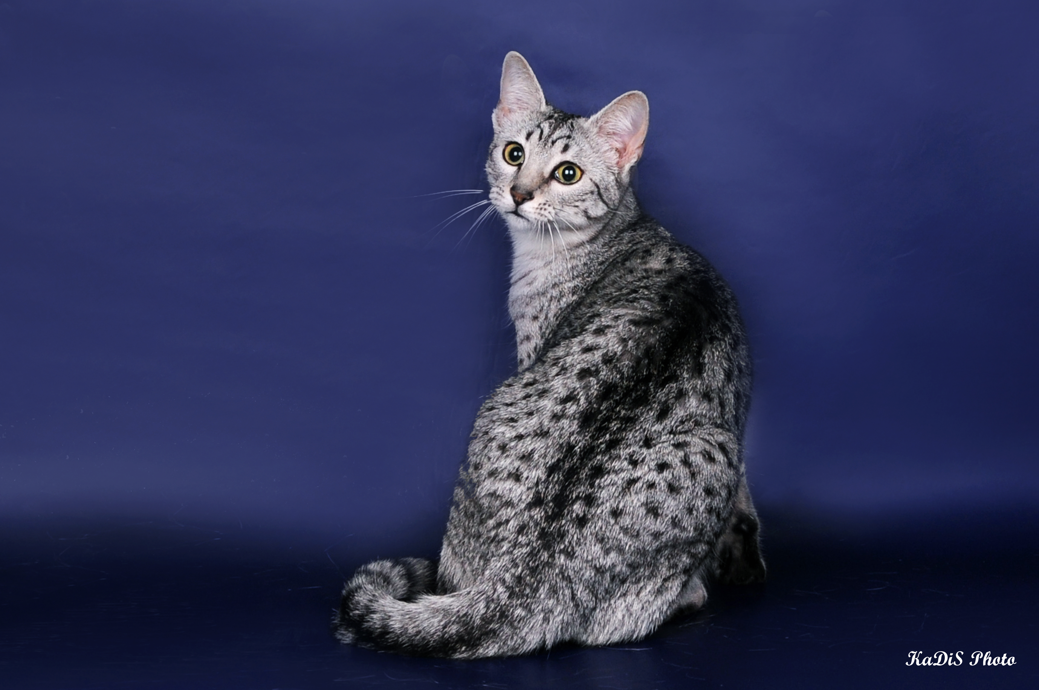Egyptian Mau On A Blue Background Wallpapers And Images Wallpapers Pictures Photos