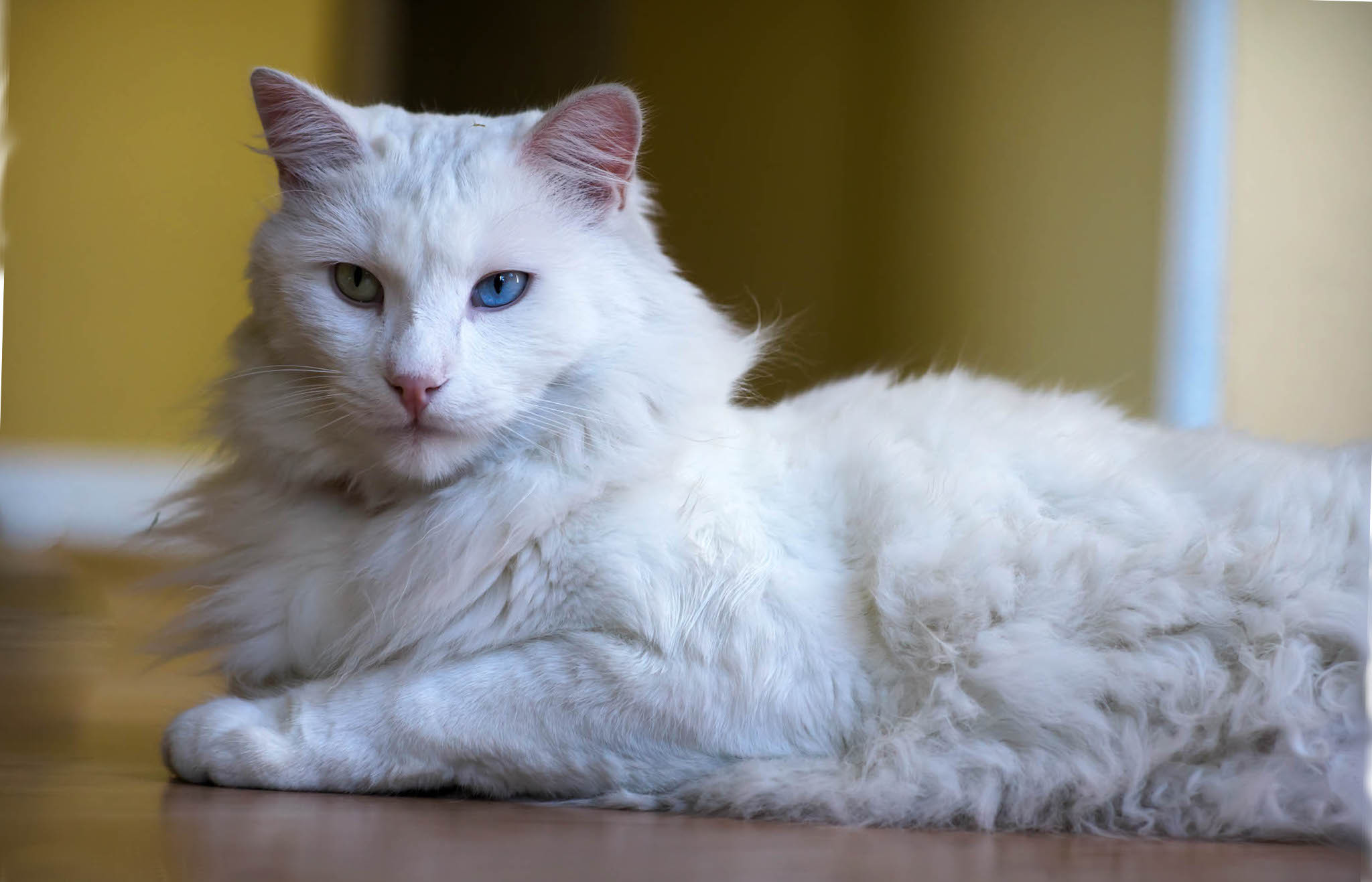 Как называется белая порода кошек. Турецкая ангора кошка. Ангорская кошка турецкая ангора. Турецкая ангорская белая кошка. Кошка турецкая ангора белая.