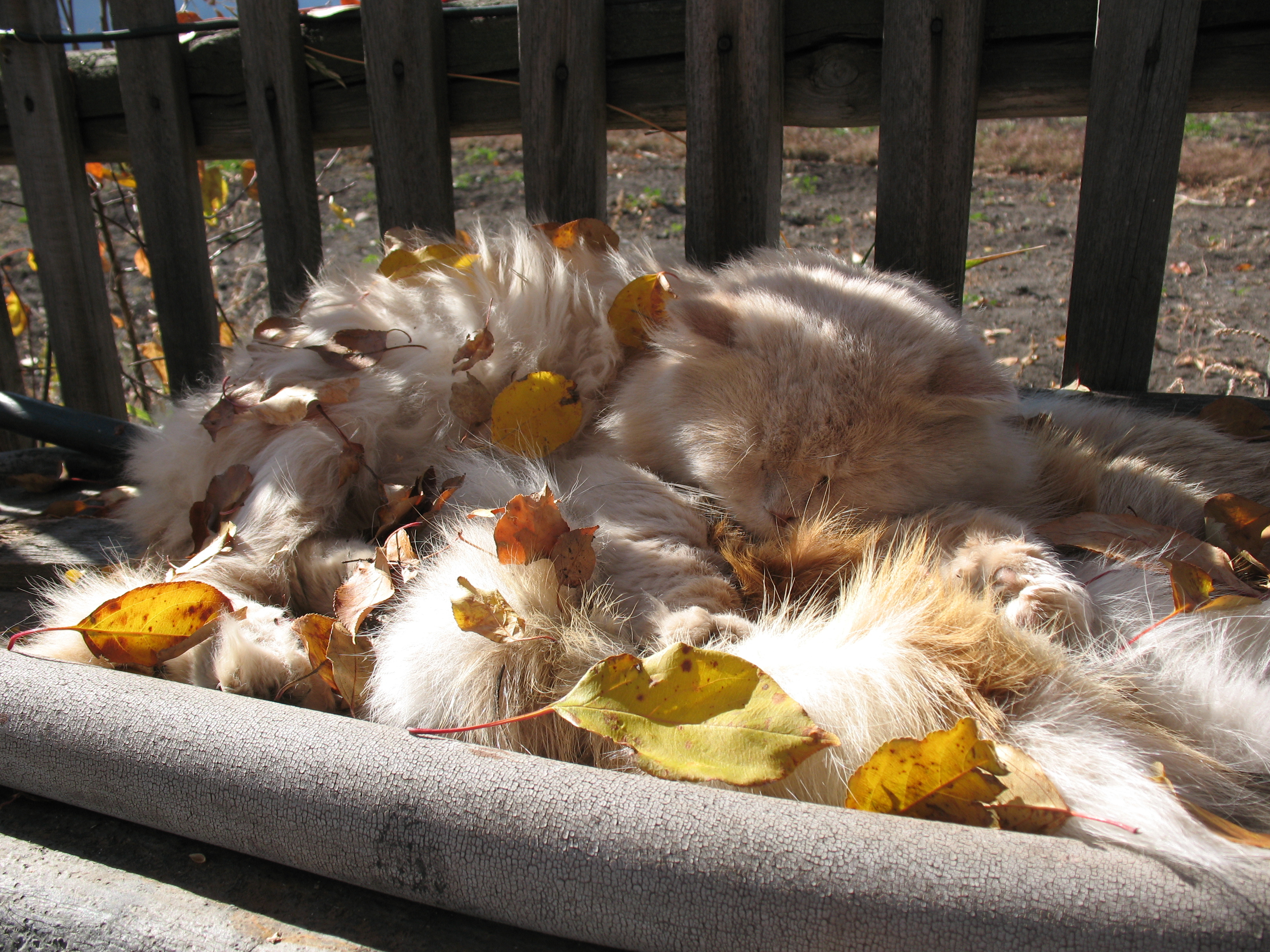 Animal dream. Осень сон котик. Сонное животное осень. Котята осень. Кошка на грядке.