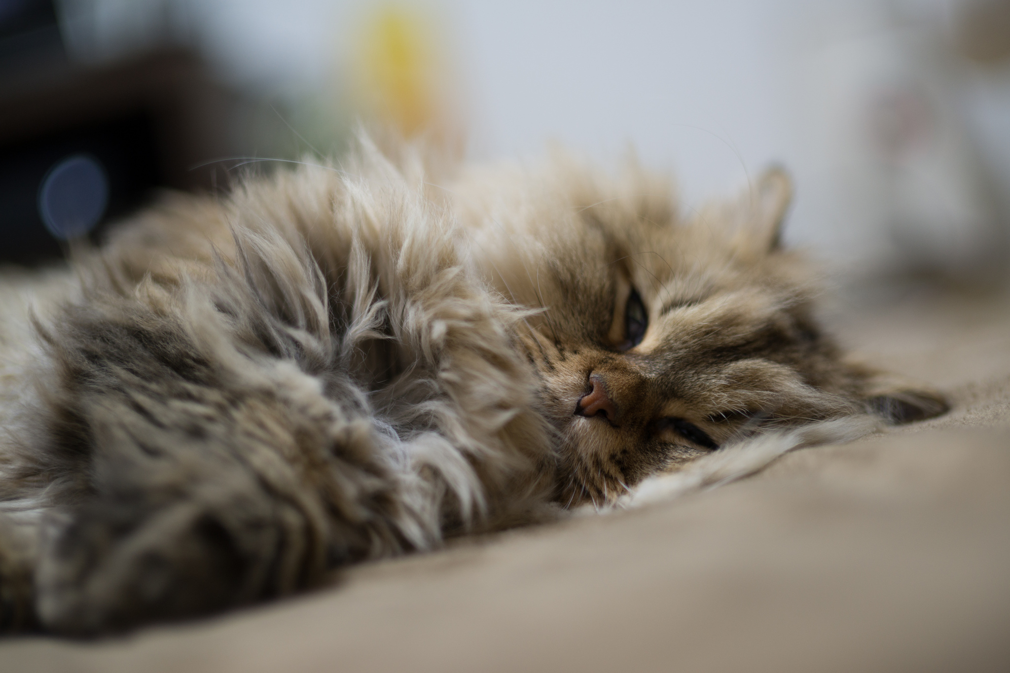 Кот дремот фото из игры. Спящие котята. Спящий пушистый кот. Пушистые котята.