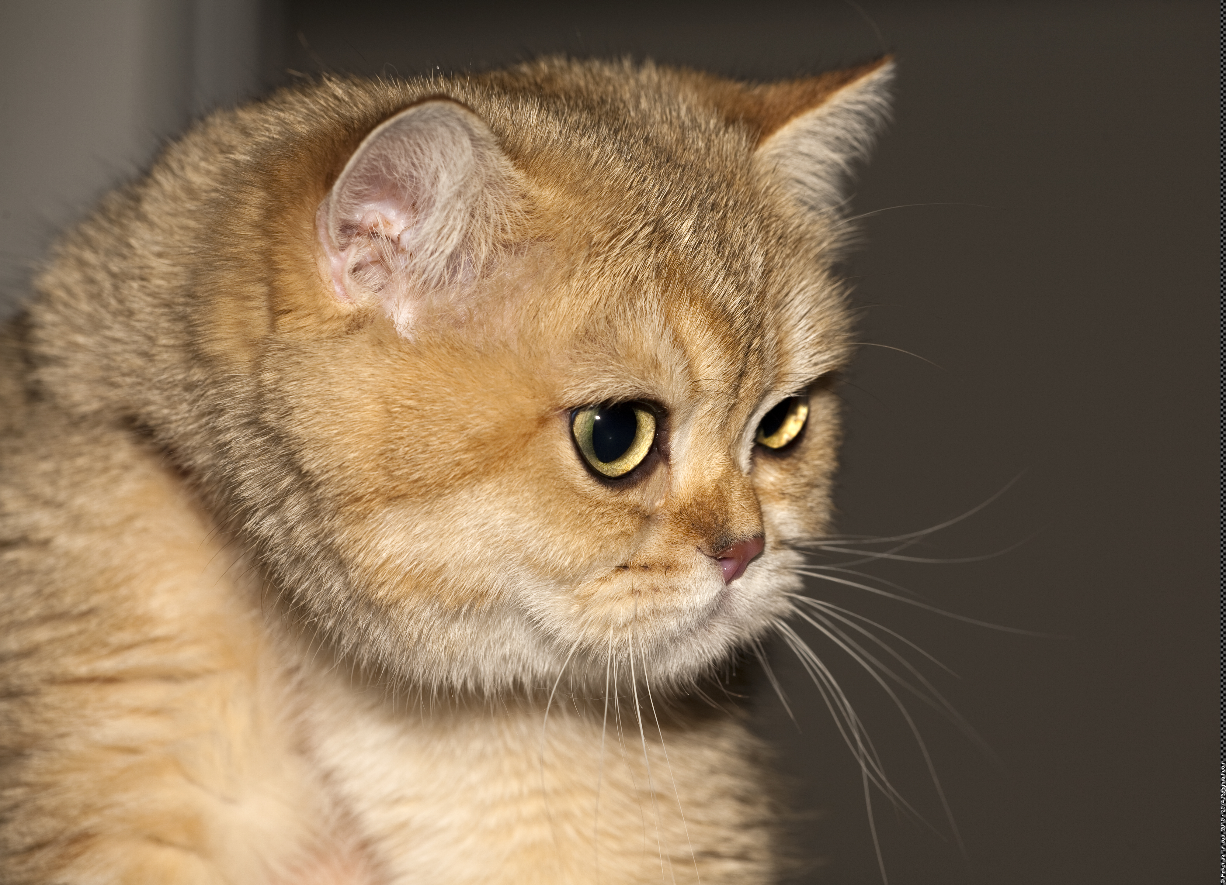 Золотые кошечки. Британская Золотая шиншилла. Британская короткошёрстная кошка Золотая. Британская короткошёрстная кошка шиншилла золотистая. Британская короткошёрстная кошка рыжая.