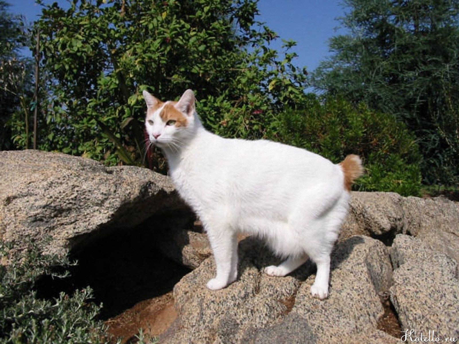 Японский Бобтейл Кошка Фото