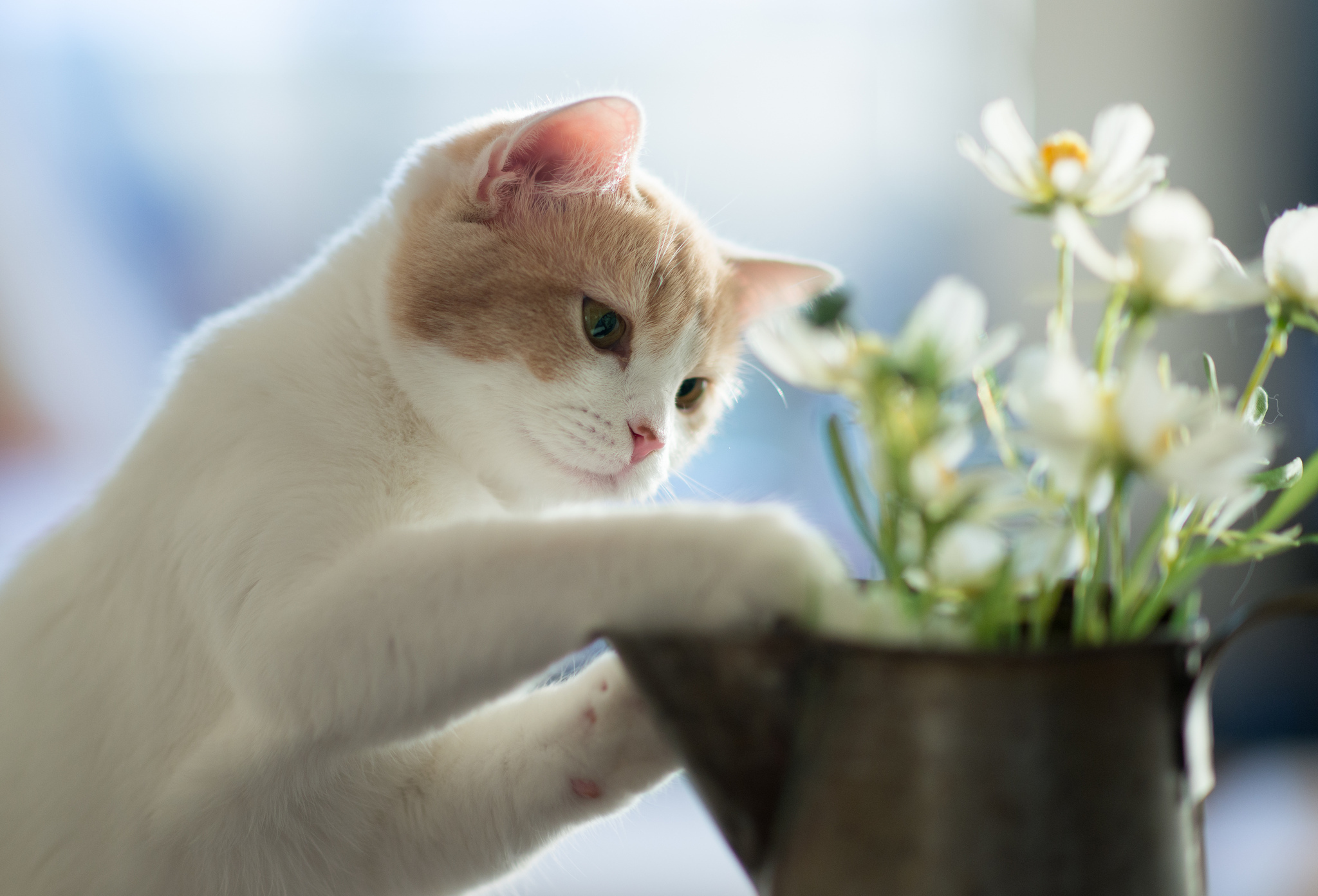 Котенок любит играть с цветами. Котики и цветы. Котята в весенних цветах. Котик с цветами.