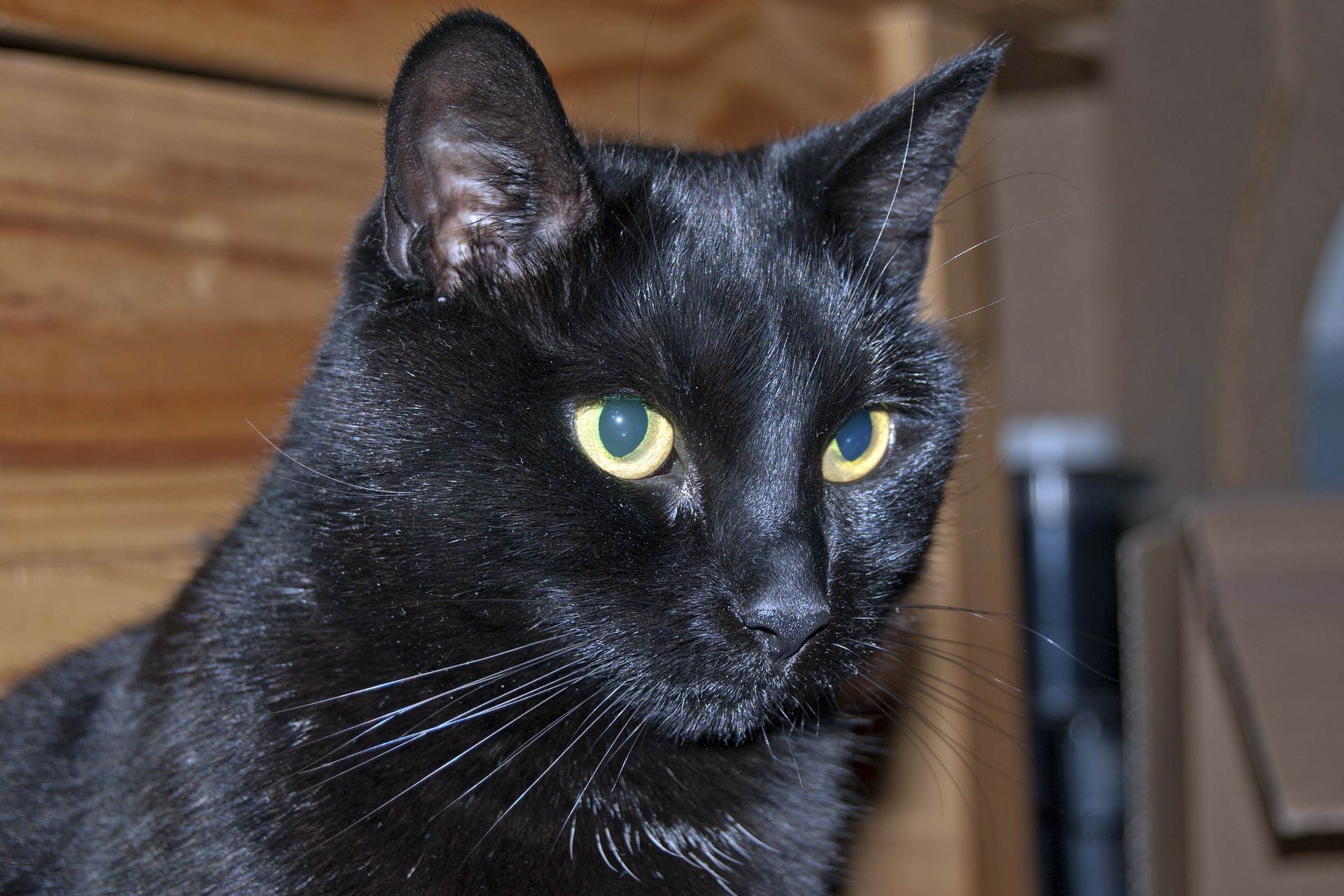 Черные кошки 10. Бомбейская кошка. Бомбейская черная кошка. Бомбейская короткошерстная кошка. Чёрная кошка порода Бомбейская.