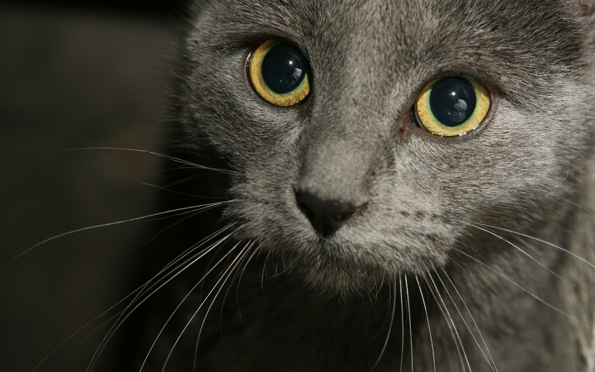 Картинки серых кошек. Русская голубая кошка вислоухая. Шартрез кот. Серый кот с желтыми глазами. Дымчатая кошка.