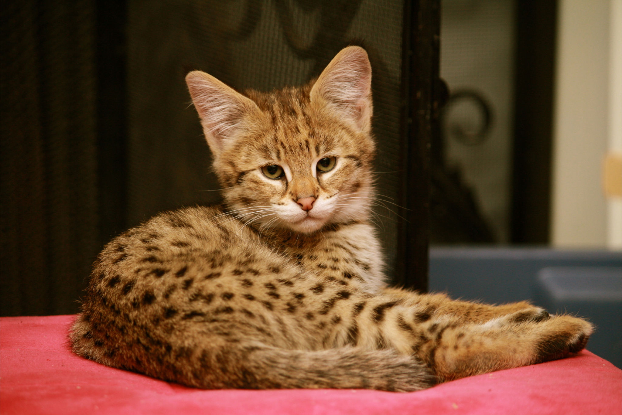 Порода кошек д. Мейн кун Ашера. Саванна Ашера. Ашера (кошка). Саванна (порода кошек).