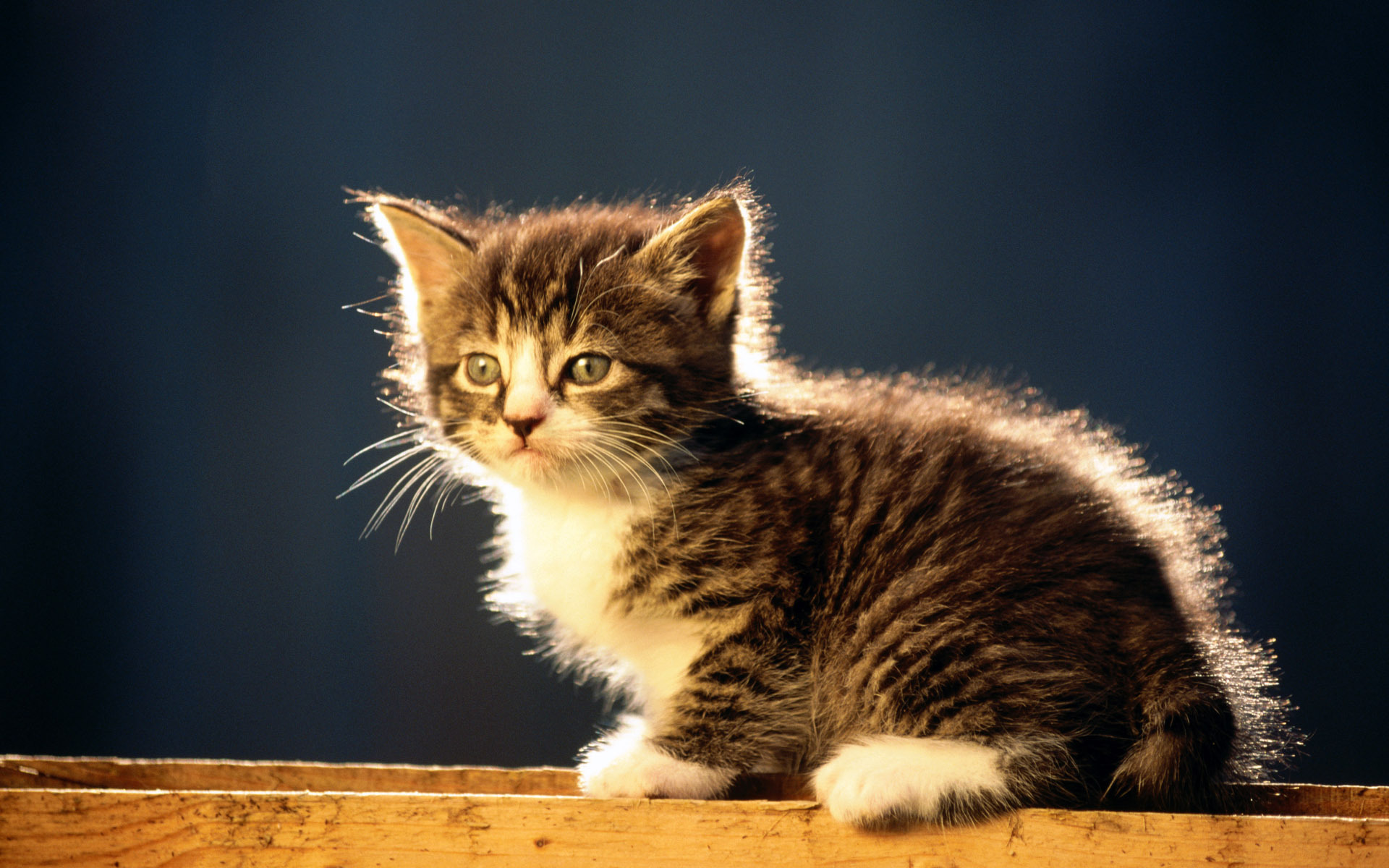 Полная киса. Американская жесткошёрстная кошка. Котята фото. Картинки котиков. Маленькие котики.