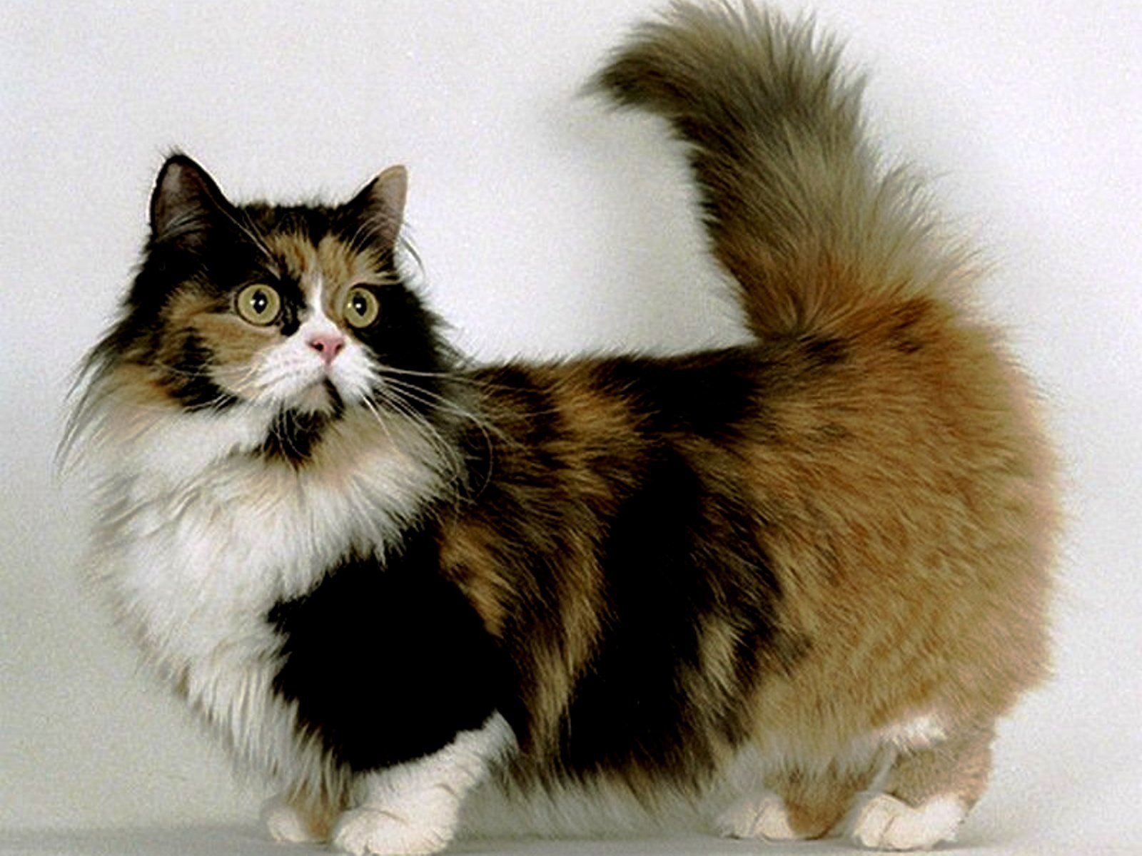 Карликовые кошки породы. Манчкин кот. Манчкин (порода кошек). Манчкин кошка трехцветная. Коротколапые кошки порода Манчкин.