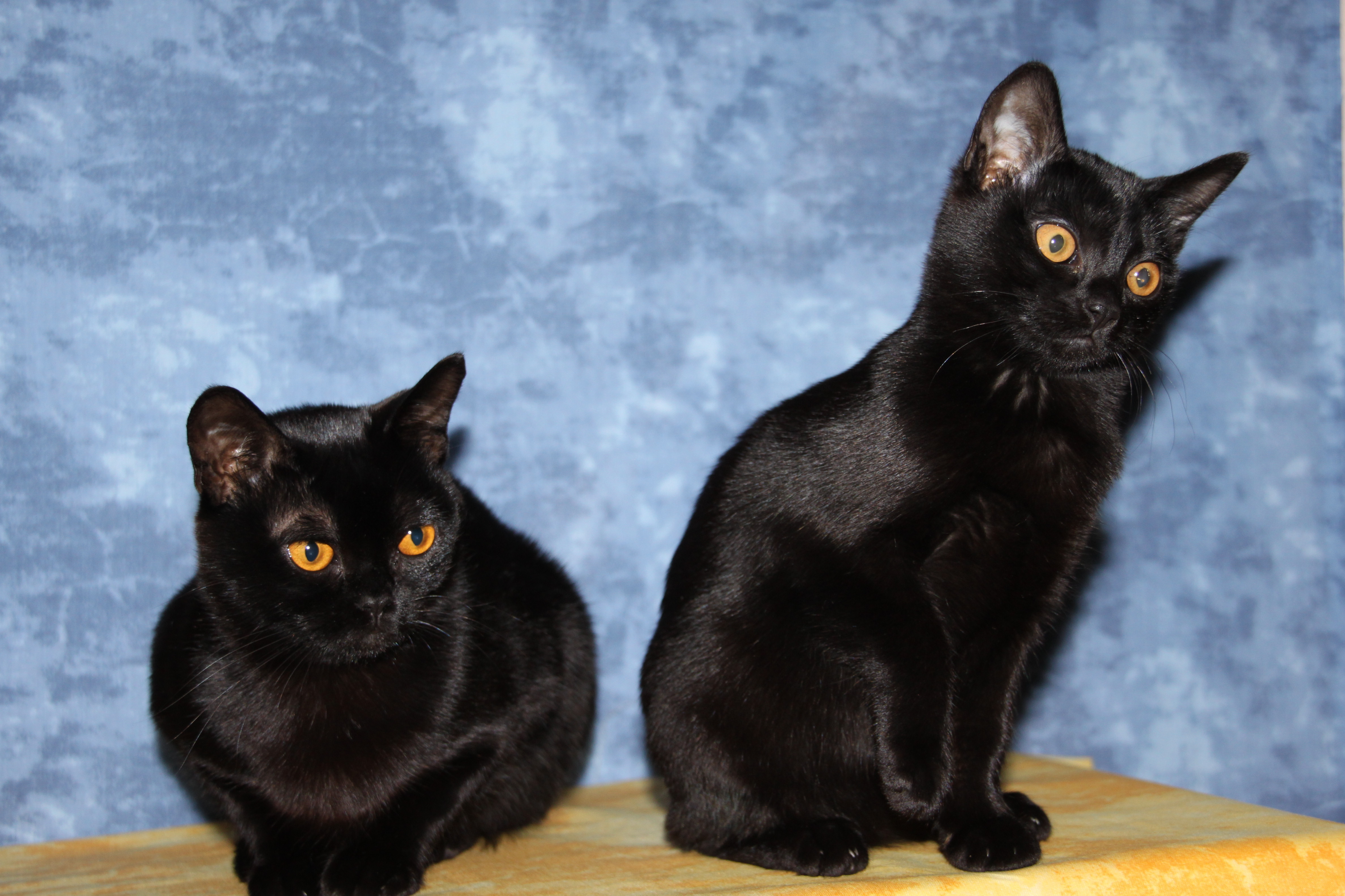 Черная распространенная порода. Бомбейская кошка. Бомбейская кошка длинношерстная. Метис бомбейской кошки. Бомбейская короткошерстная кошка.