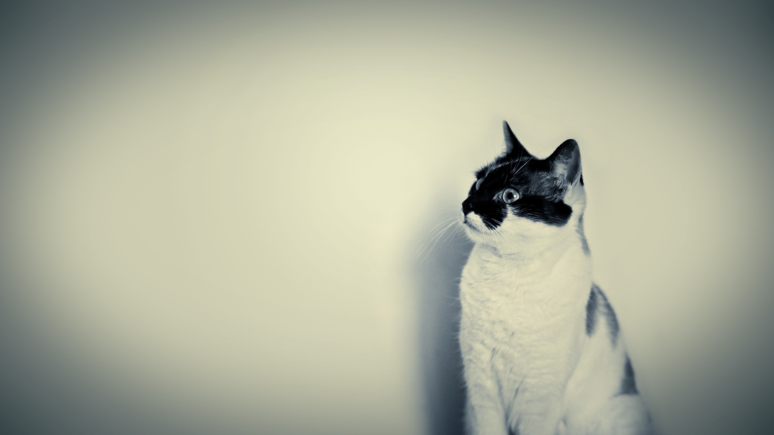 Zastaki.com - Белый кот с черной мордой