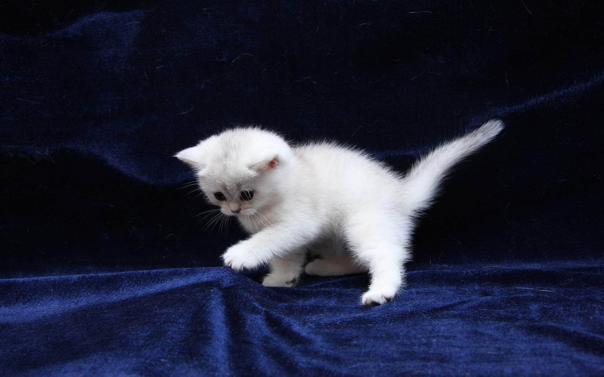 Беленьких котиков. Шотландская вислоухая кошка белая. Белый котенок. Белый пушистый котенок. Маленький котенок.