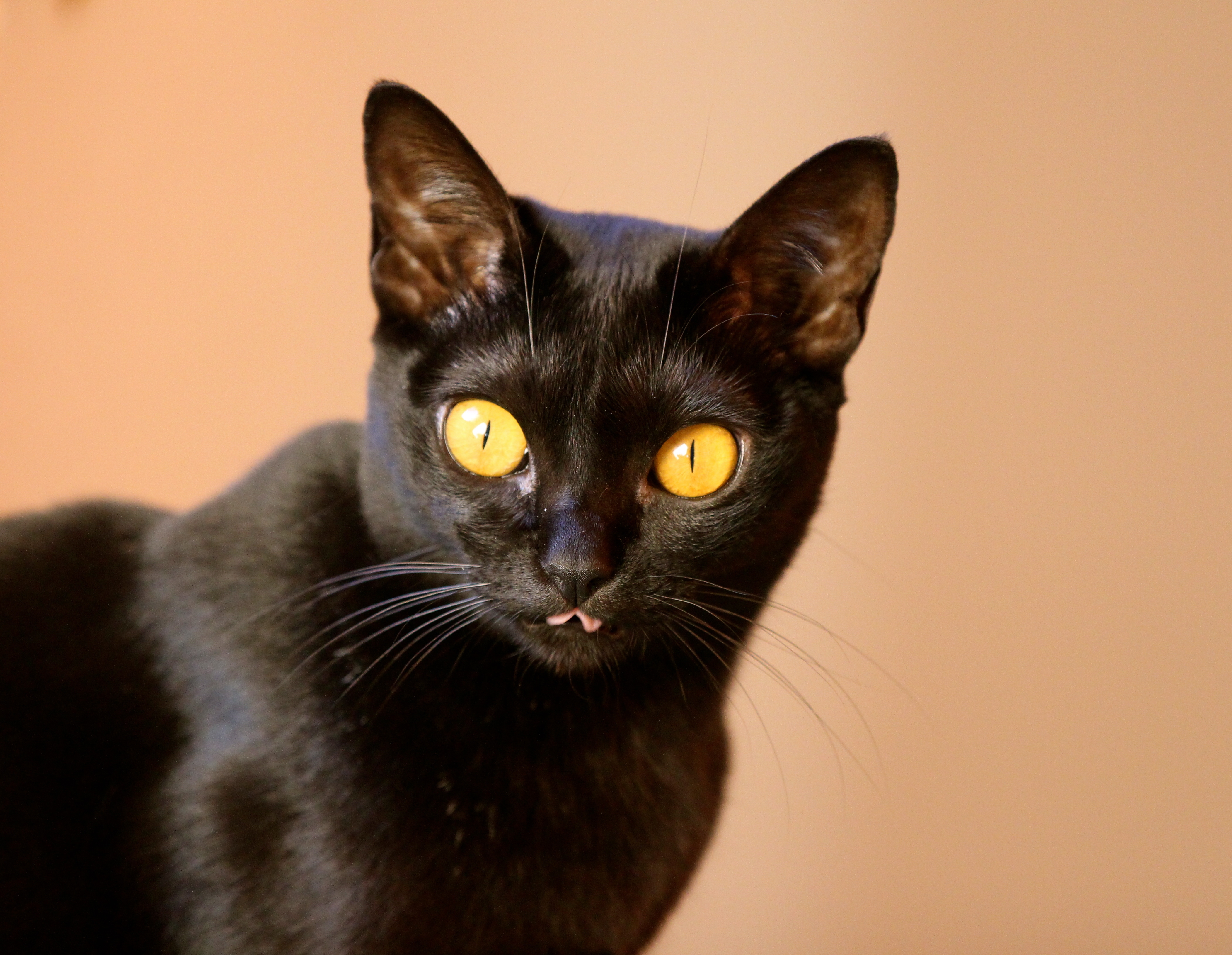 Порода черной кошки с желтыми глазами. Бомбейская кошка. Чёрная кошка порода Бомбейская. Британская Бомбейская кошка. Бомбей и Бомбейская кошка.