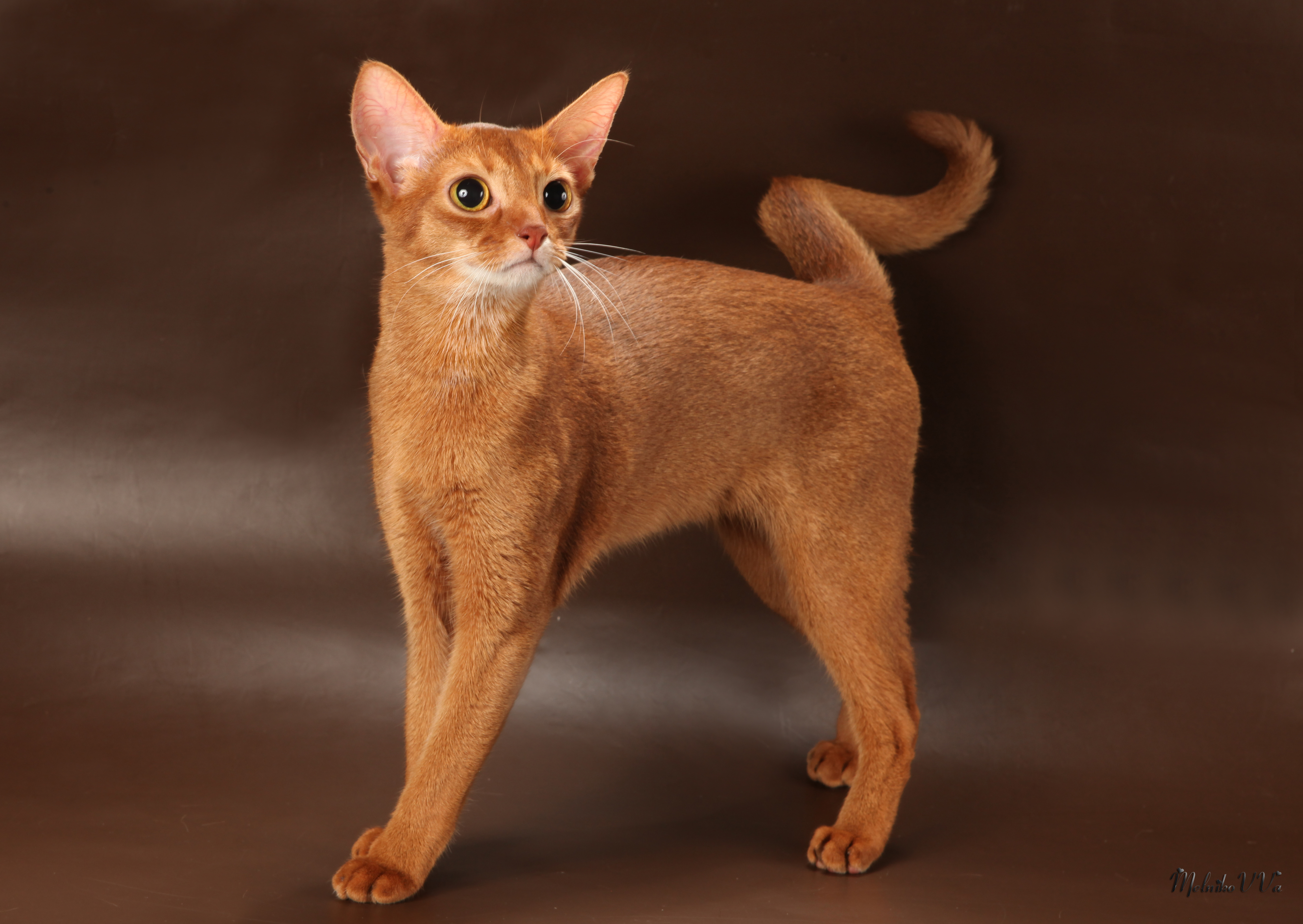 Рассмотрите фотографию кошки породы абиссинская. Абиссинская кошка. Коты Абиссинской породы. Абиссинская порода кошек Абиссинская. Порода котов абиссинец.