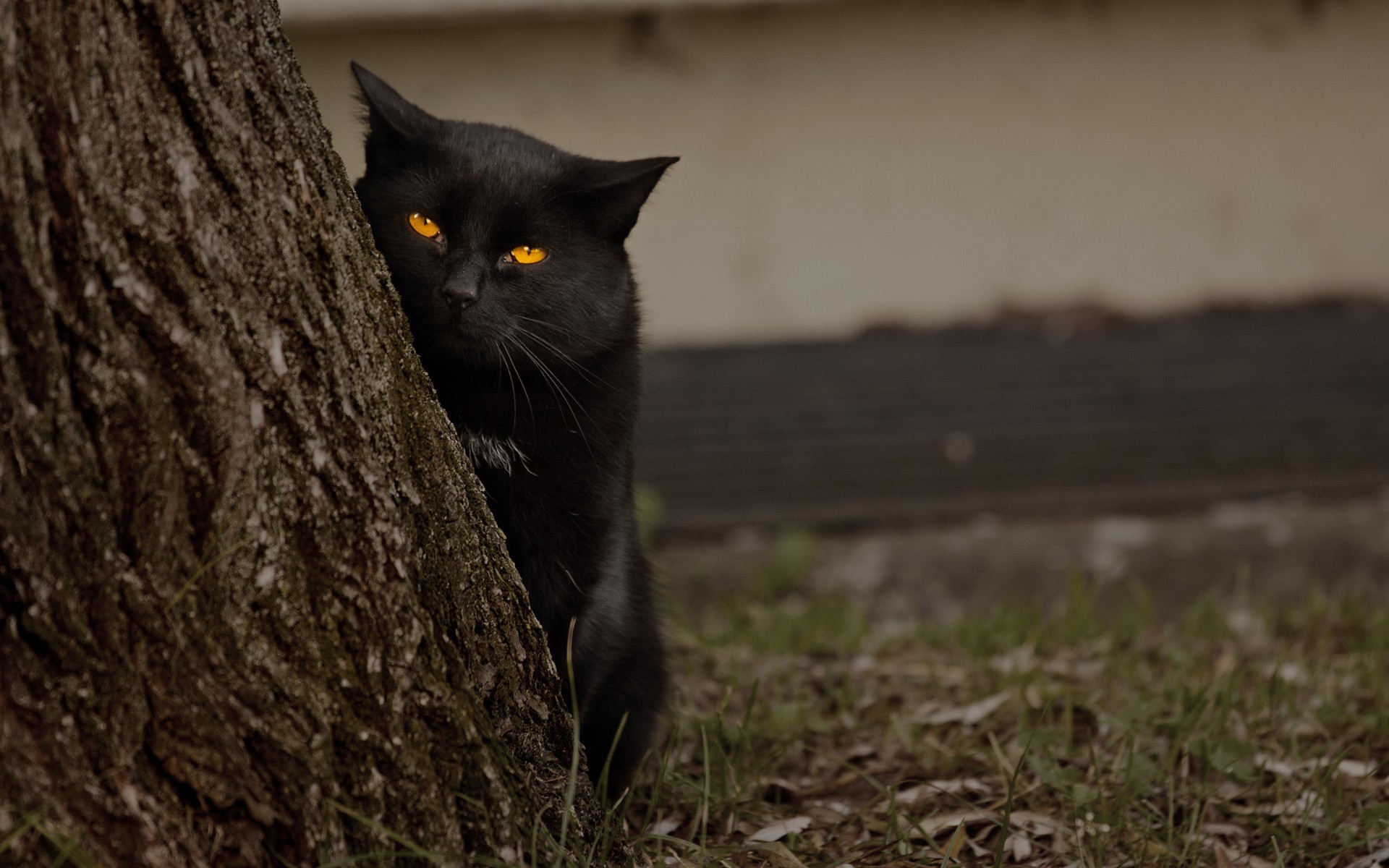 Zastaki.com - Черный кот за деревом