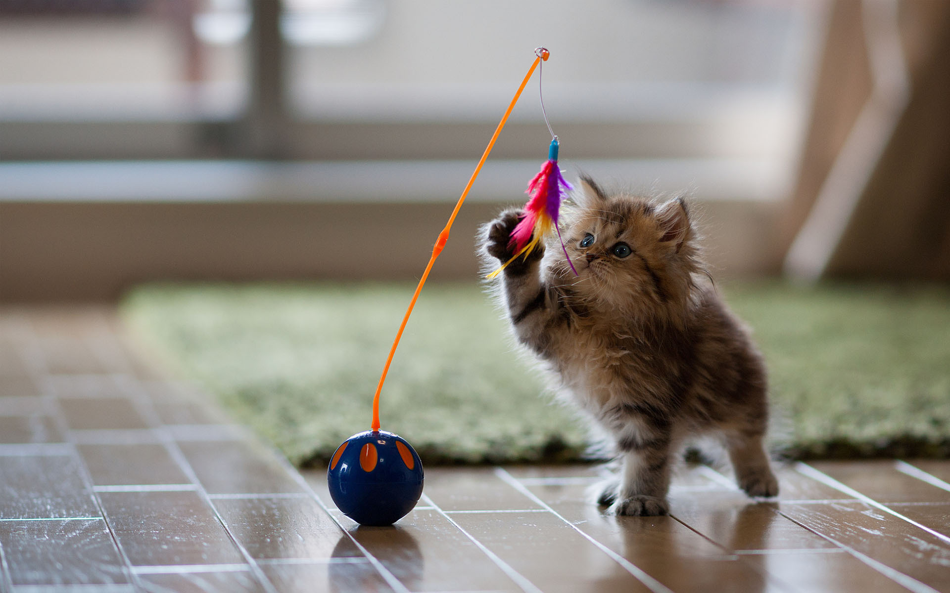 Котенок любит играть с цветами. Кошка играет. Игривый котенок. Игрушка кот. Котята играются.