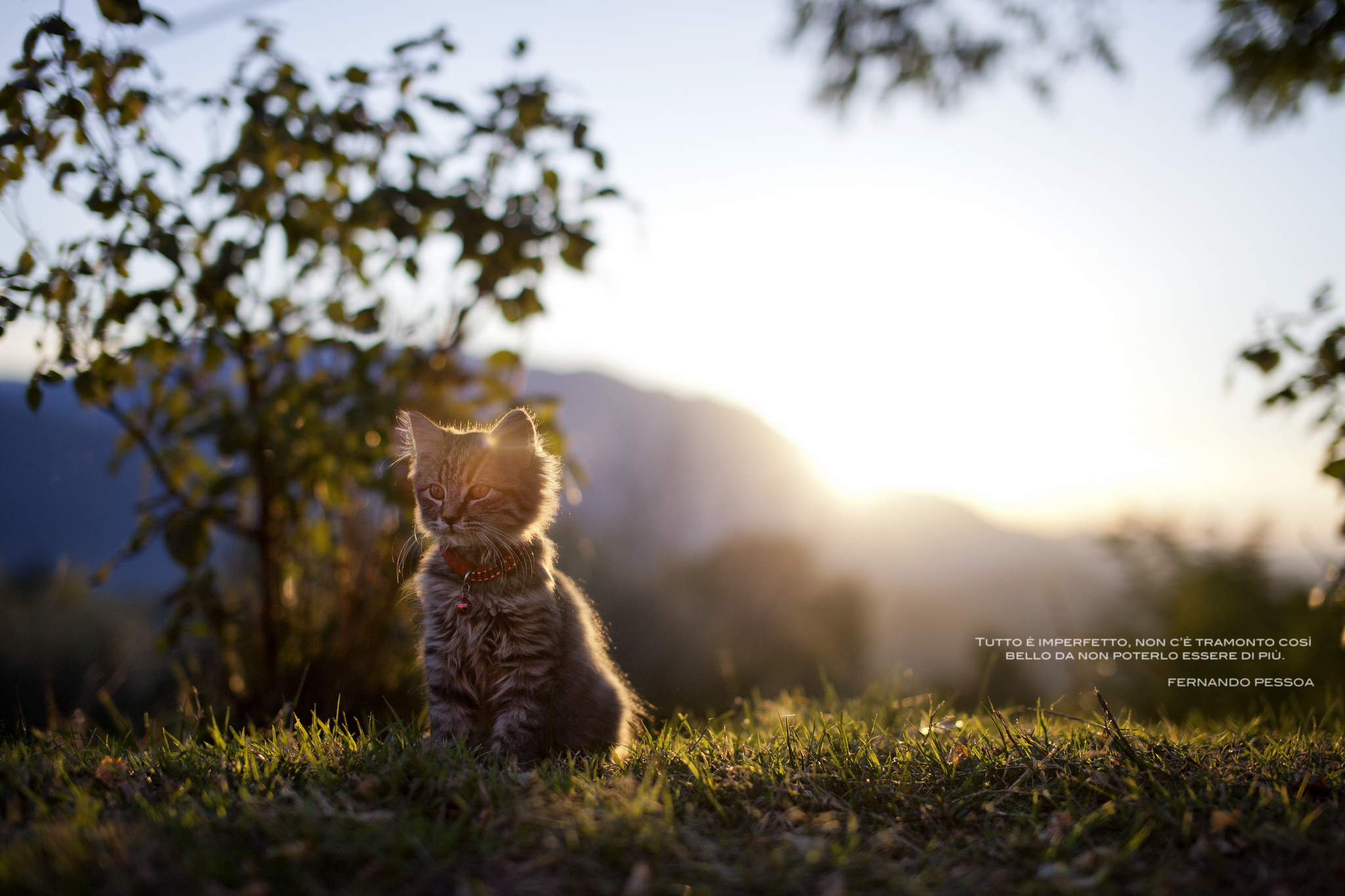 Звери под солнцем. Котики на природе. Кошка на рассвете. Котенок на закате. Котик в лучах солнца.