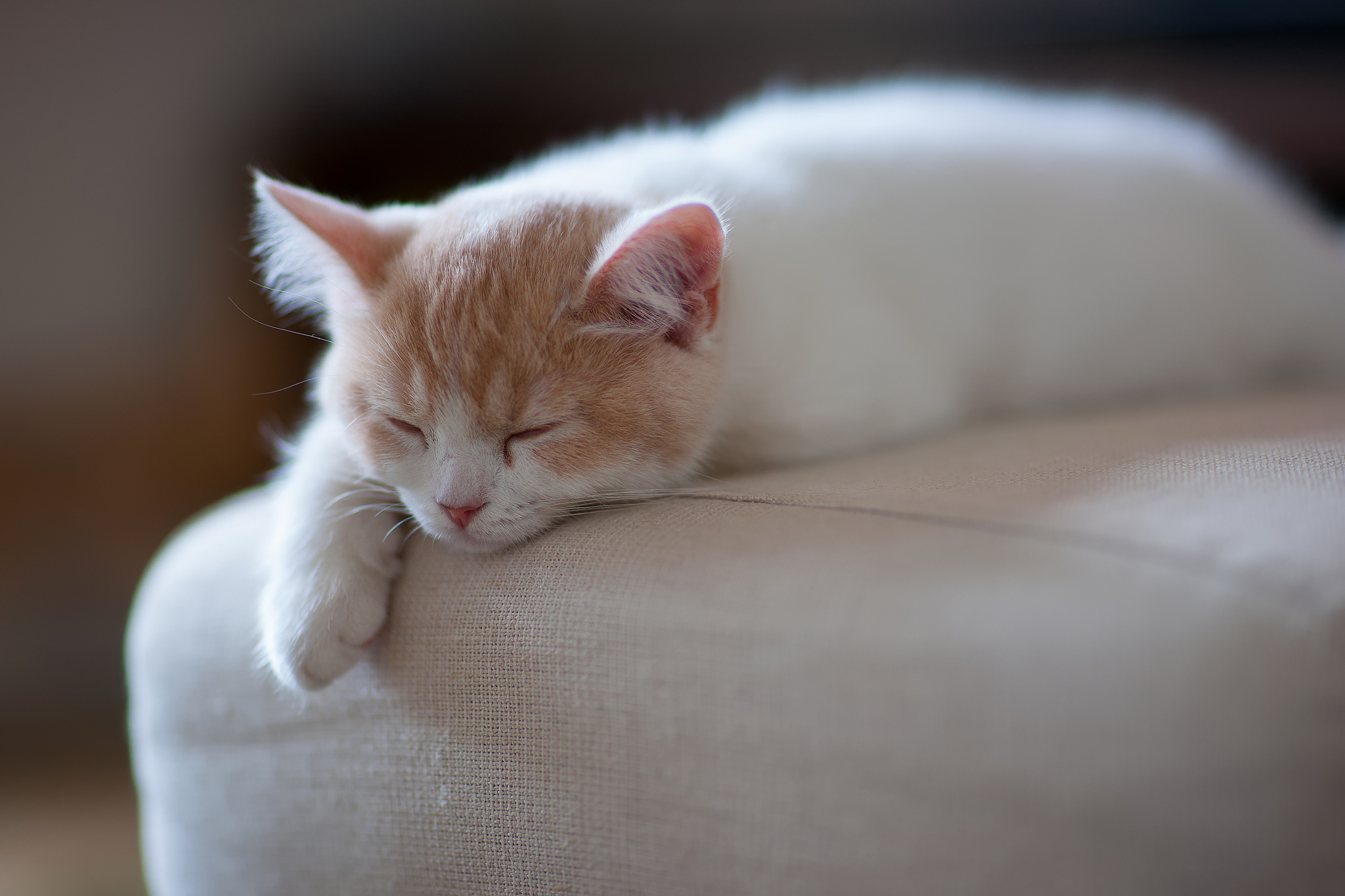 Красивый котенок во сне. Спящий кот. Спящие коты. Сонный котик.