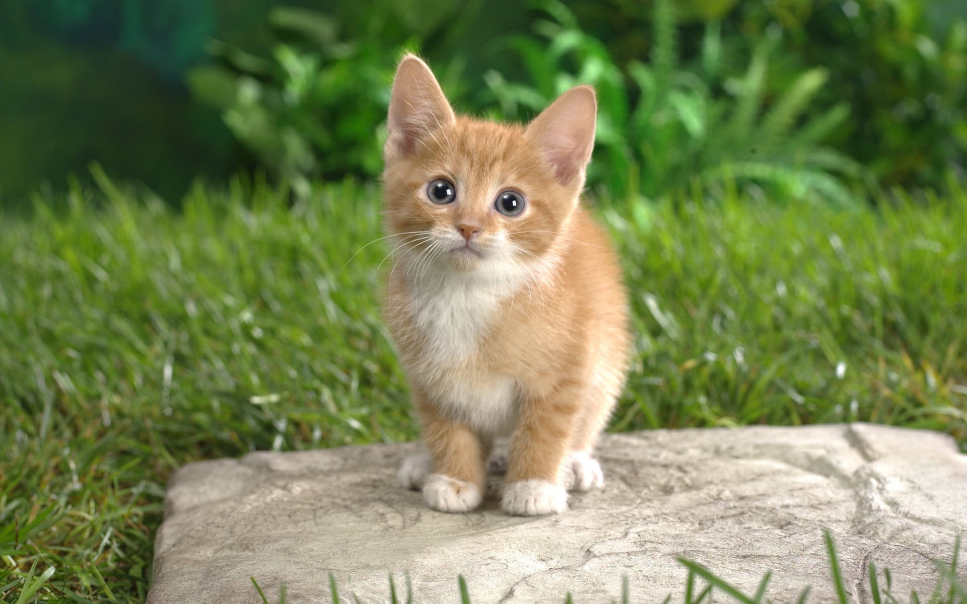 Zastaki.com - Рыжий котенок на камне