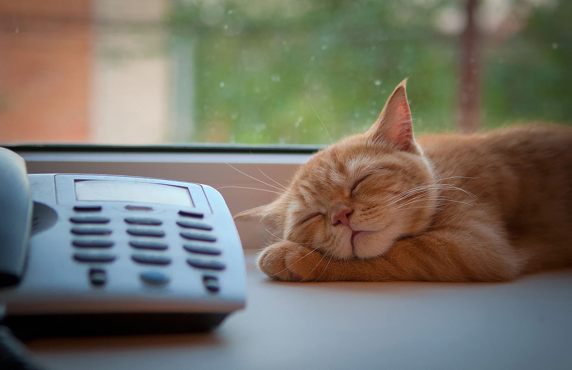 Включи телефон спать. Кот ждет. Котенок ждет. Кошка скучает. Кошка с телефоном.