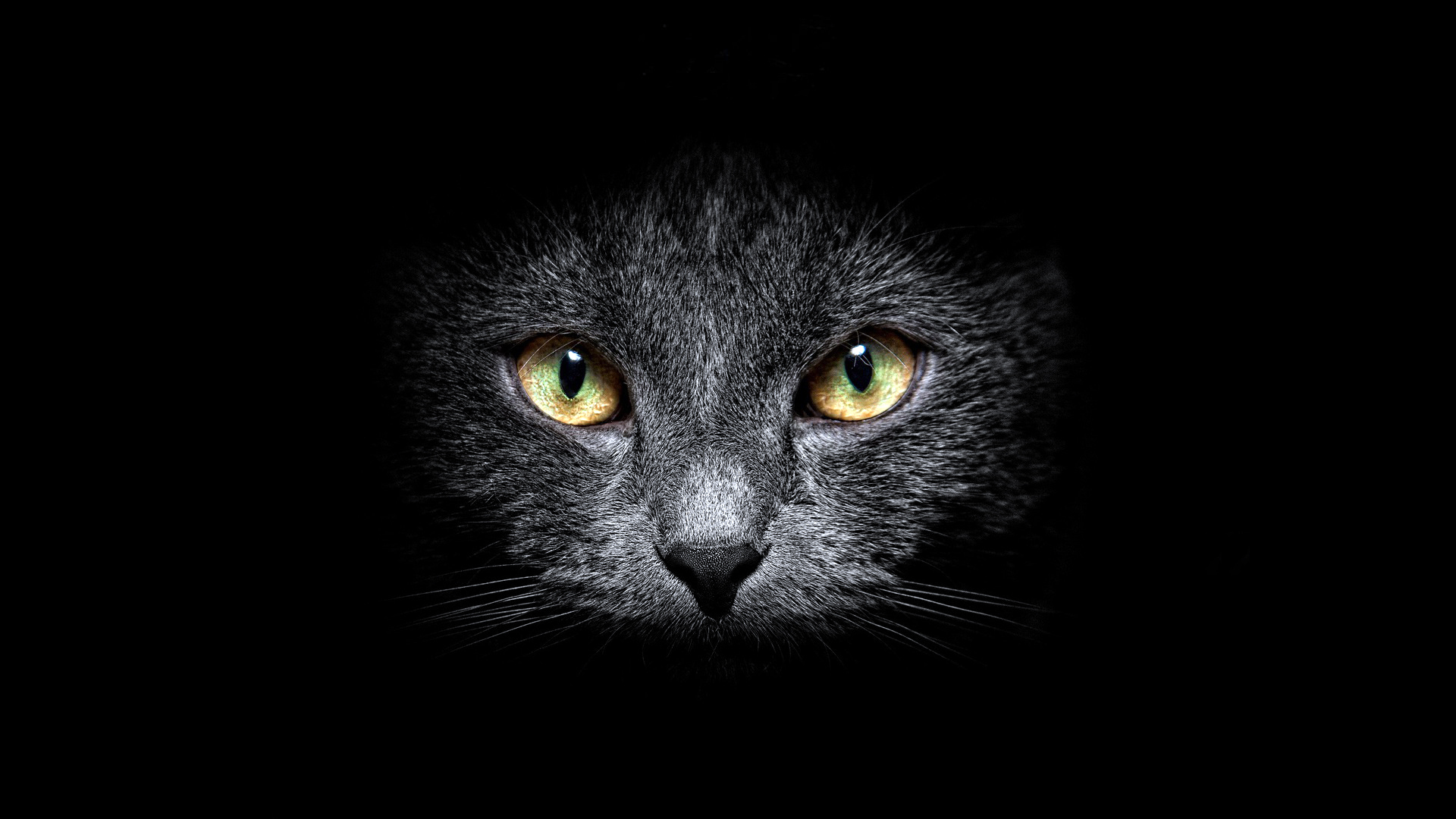 Zastaki.com - Морда кота на черном фоне