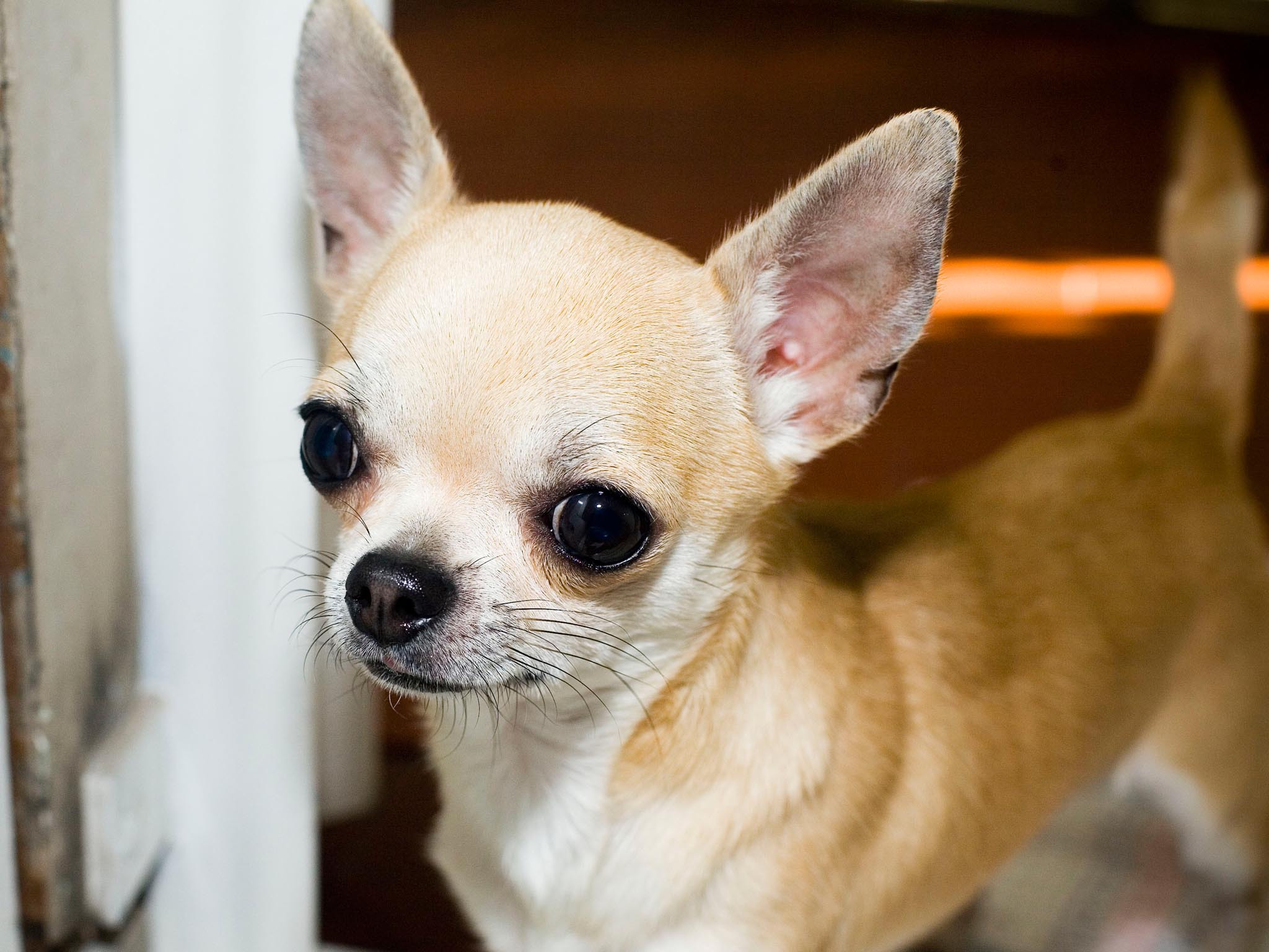 Породы маленьких собак чихуахуа. Порода собак чихуахуа. Чихуахуа гладкошерстный персиковый. Собака чихуа Хуа Хуа. Чау Хуа.